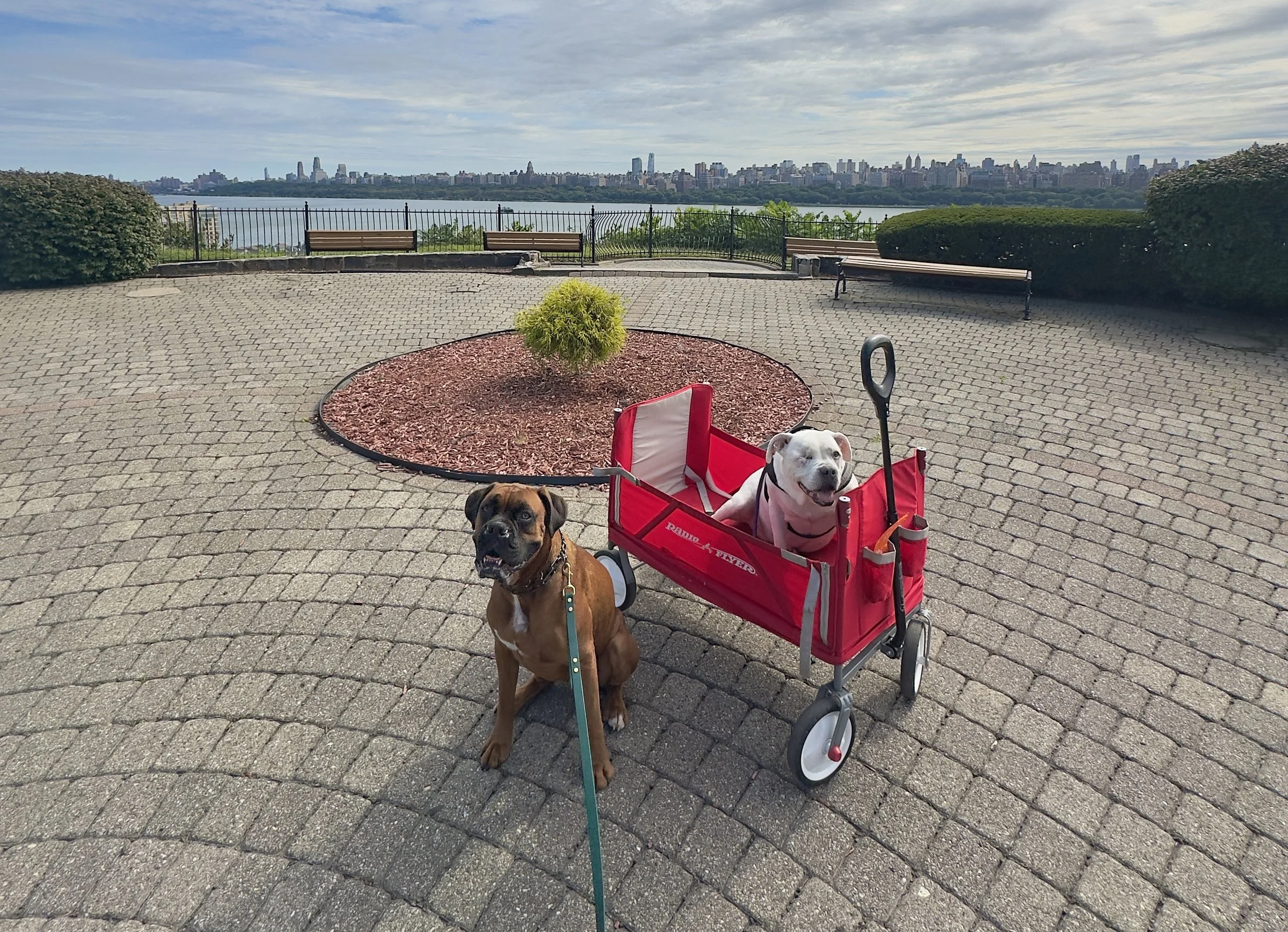 Two dogs enjoying a day out together, with one relaxing in a red pet stroller while overlooking the city.
