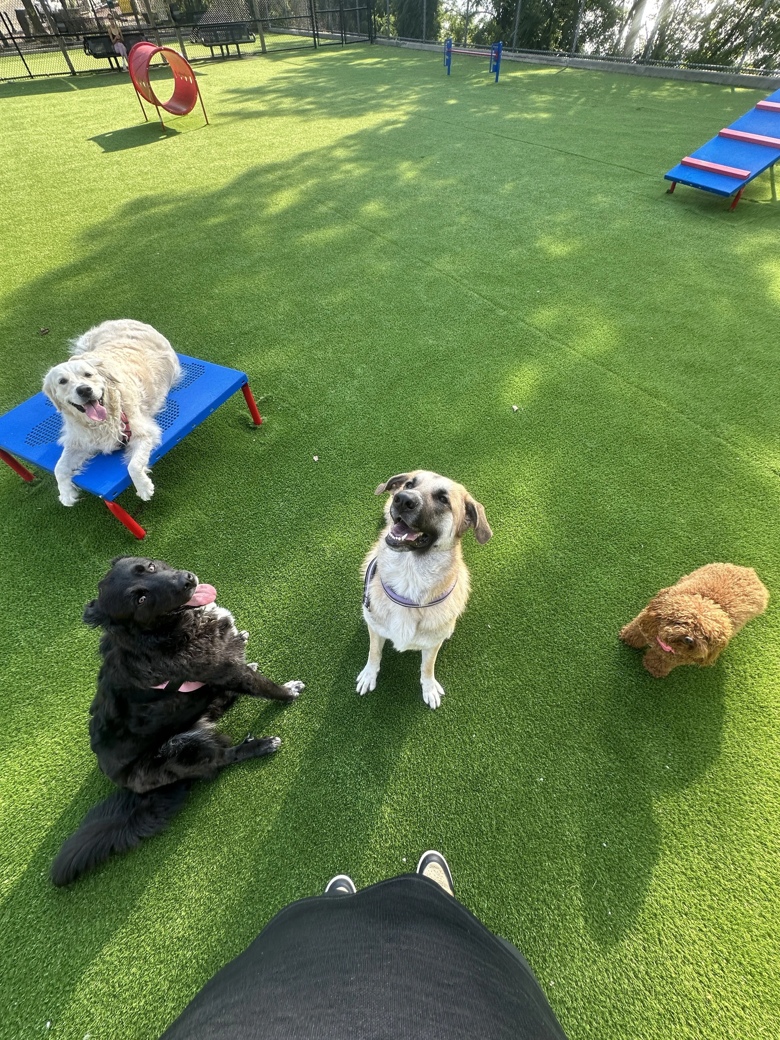 4 dogs enjoying time together during a group play session.