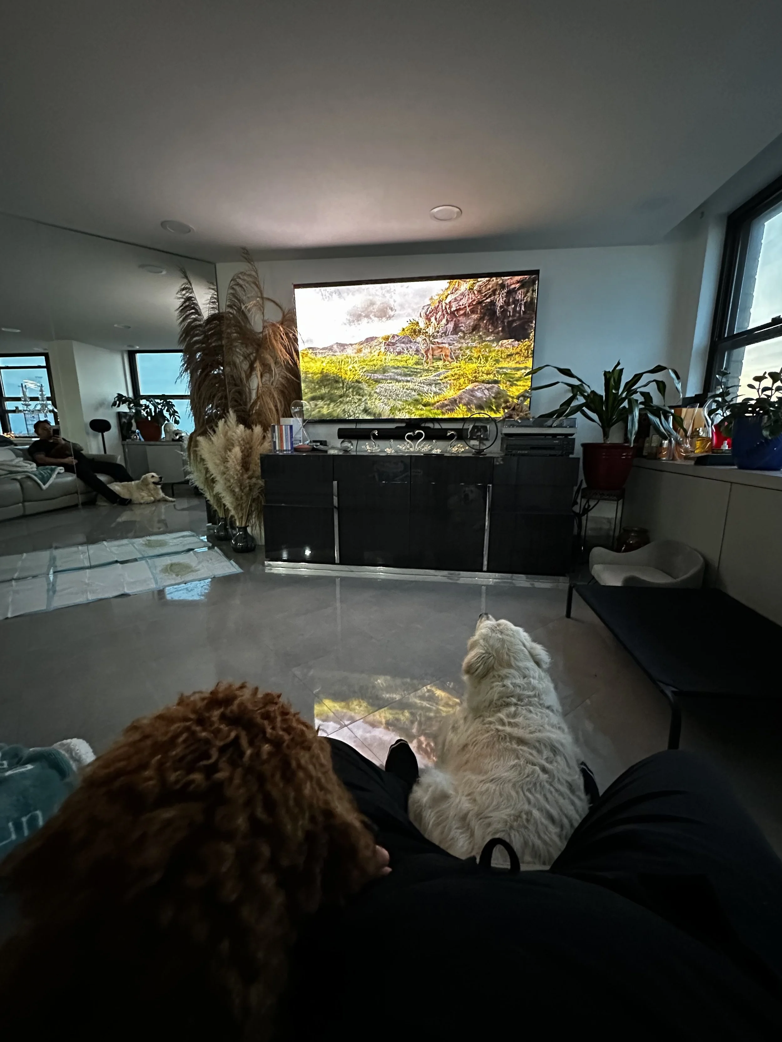 2 dogs relaxing together indoors during a comfortable stay.