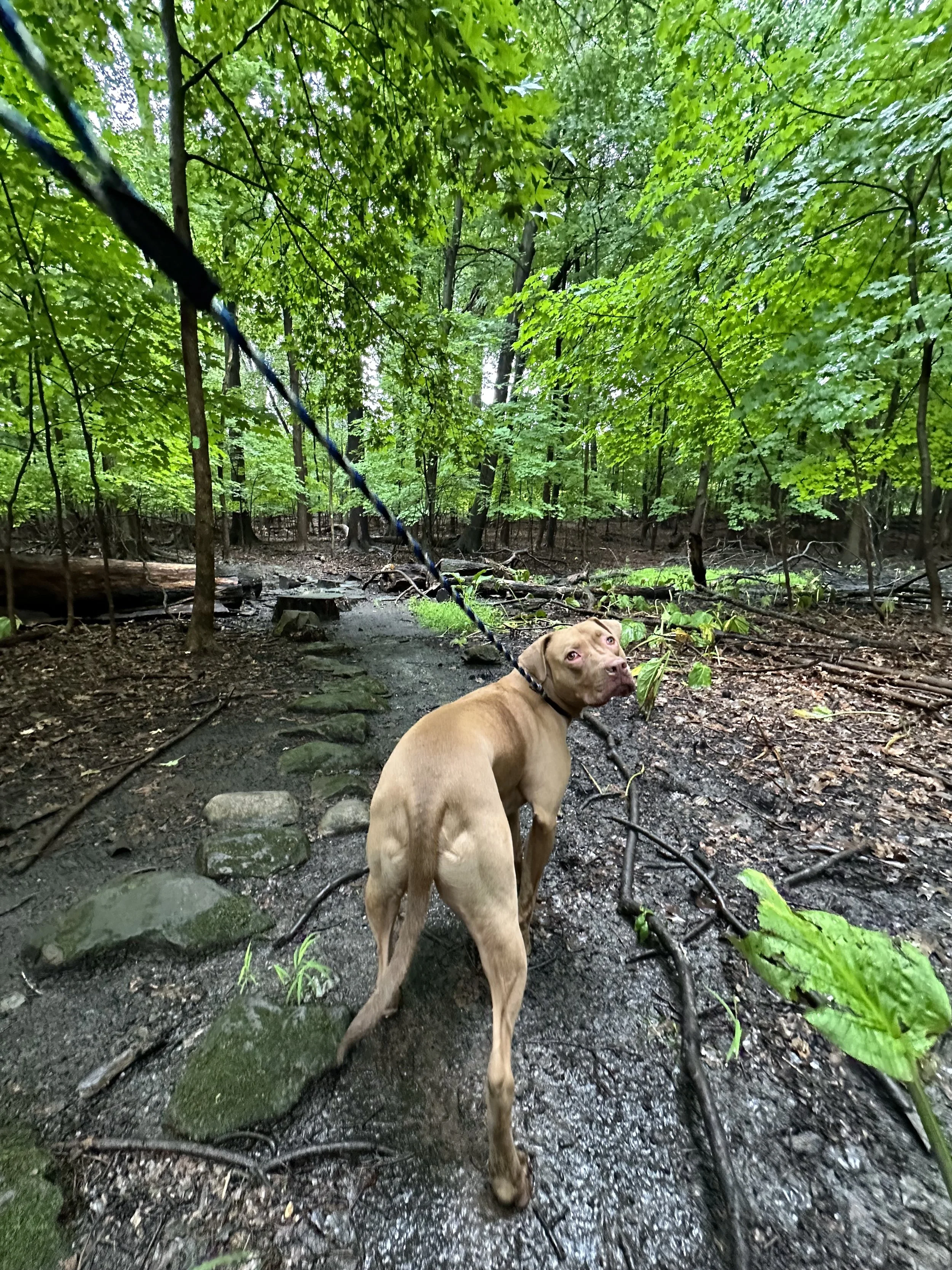 A dog enjoying an outdoor adventure on a wooded trail.