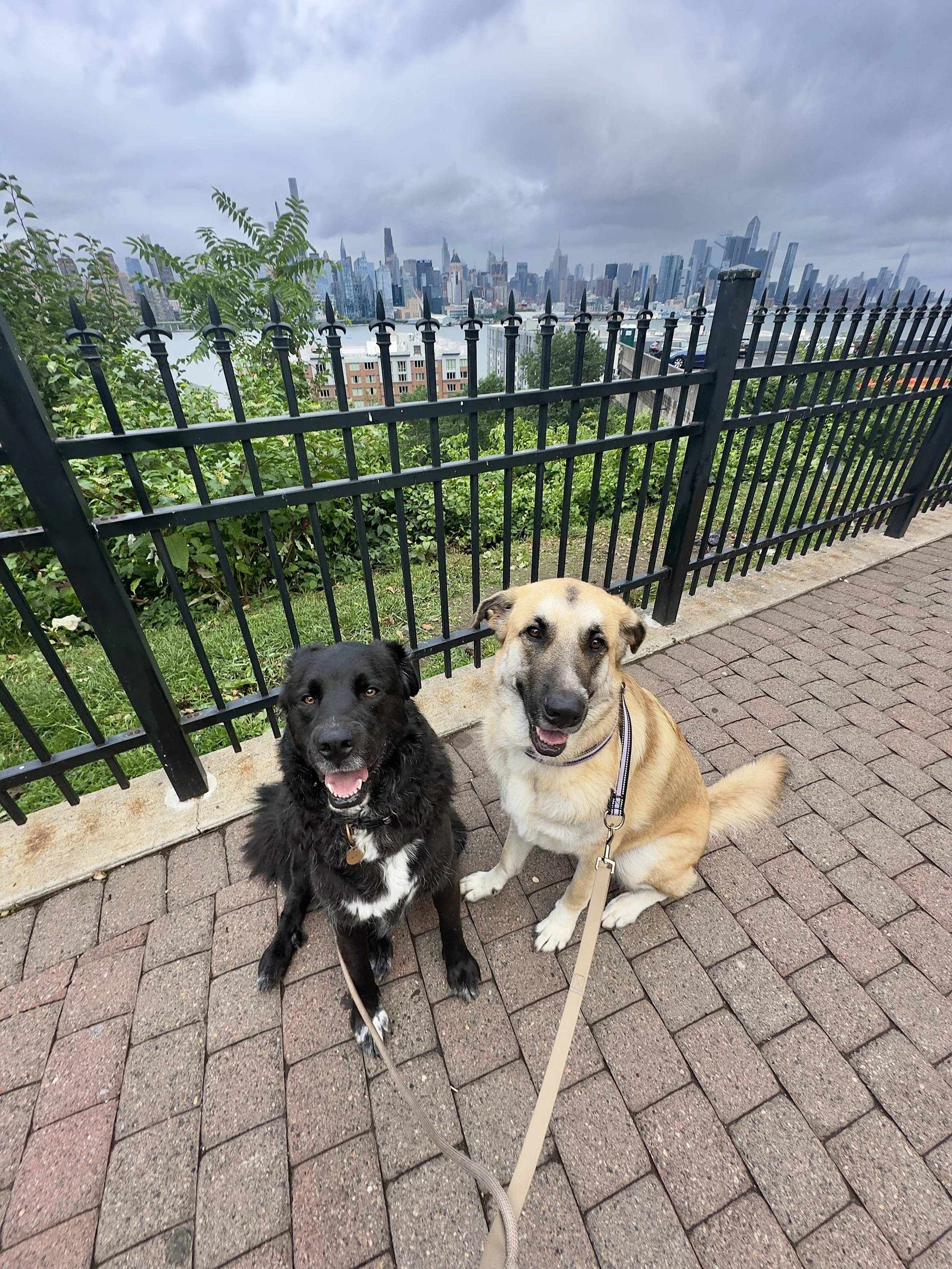 Two dogs enjoying an outdoor walk together with the New York City skyline in the background.