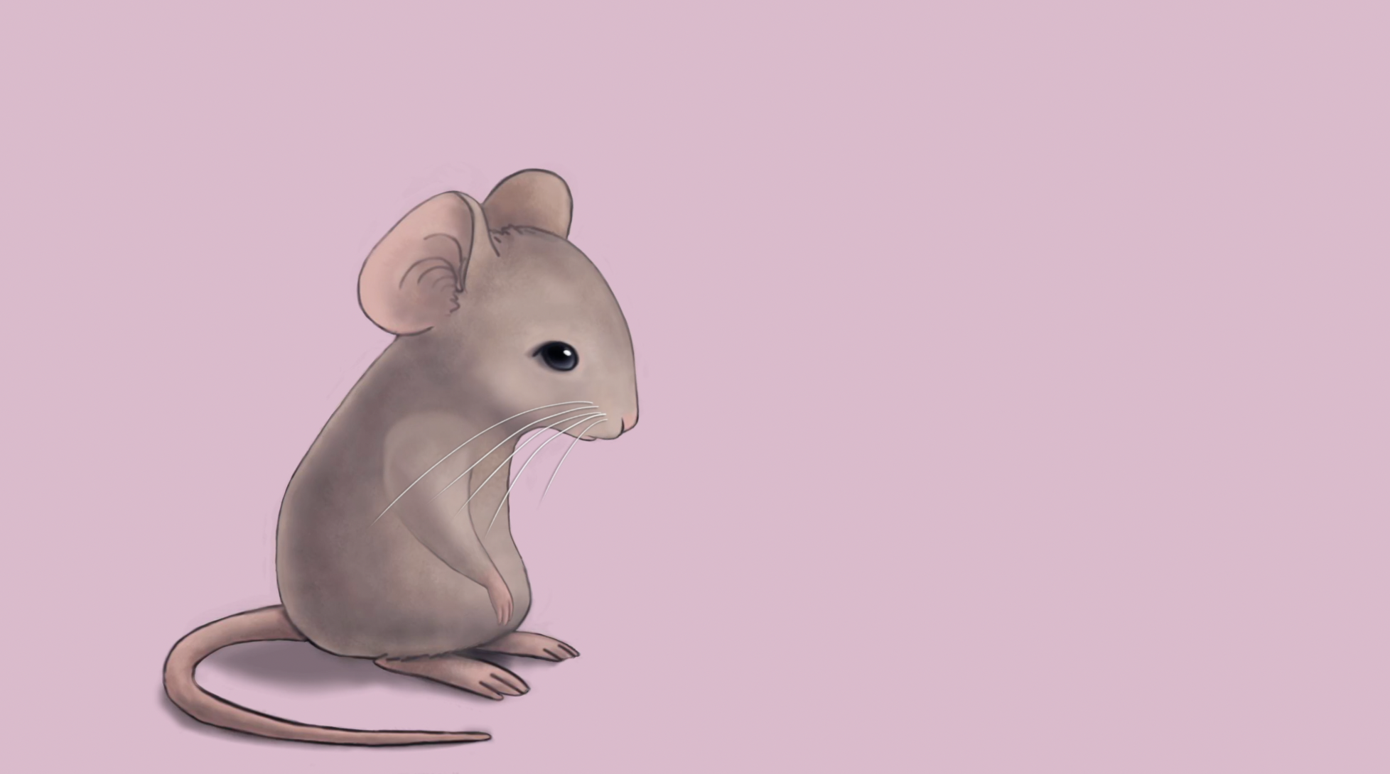 Illustration of a cute, gray cartoon mouse with large ears and a long tail, standing on a pink background.