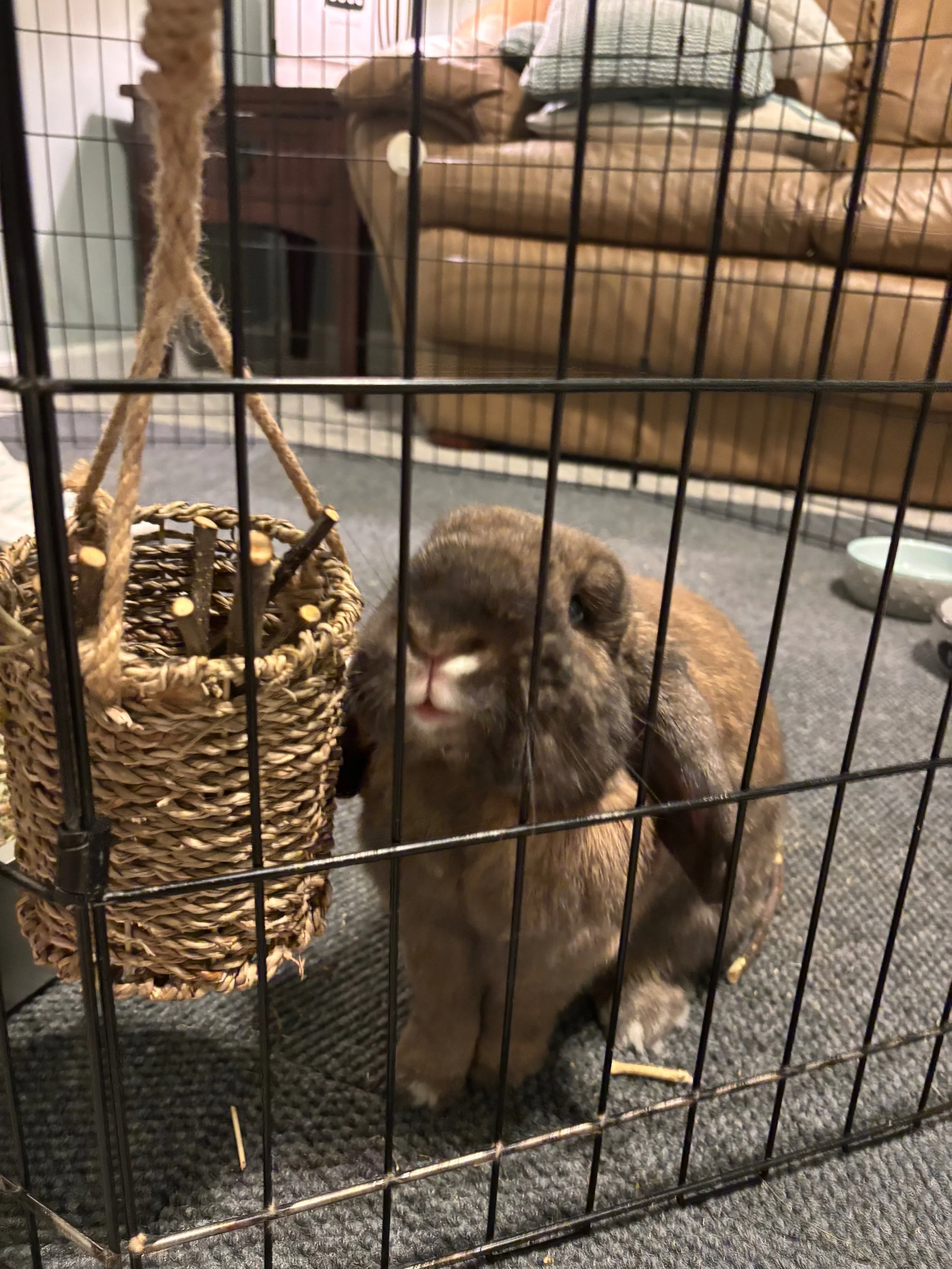 A brown puppy is inside a black wire crate, looking through the bars with a basket and a living room visible in the background.