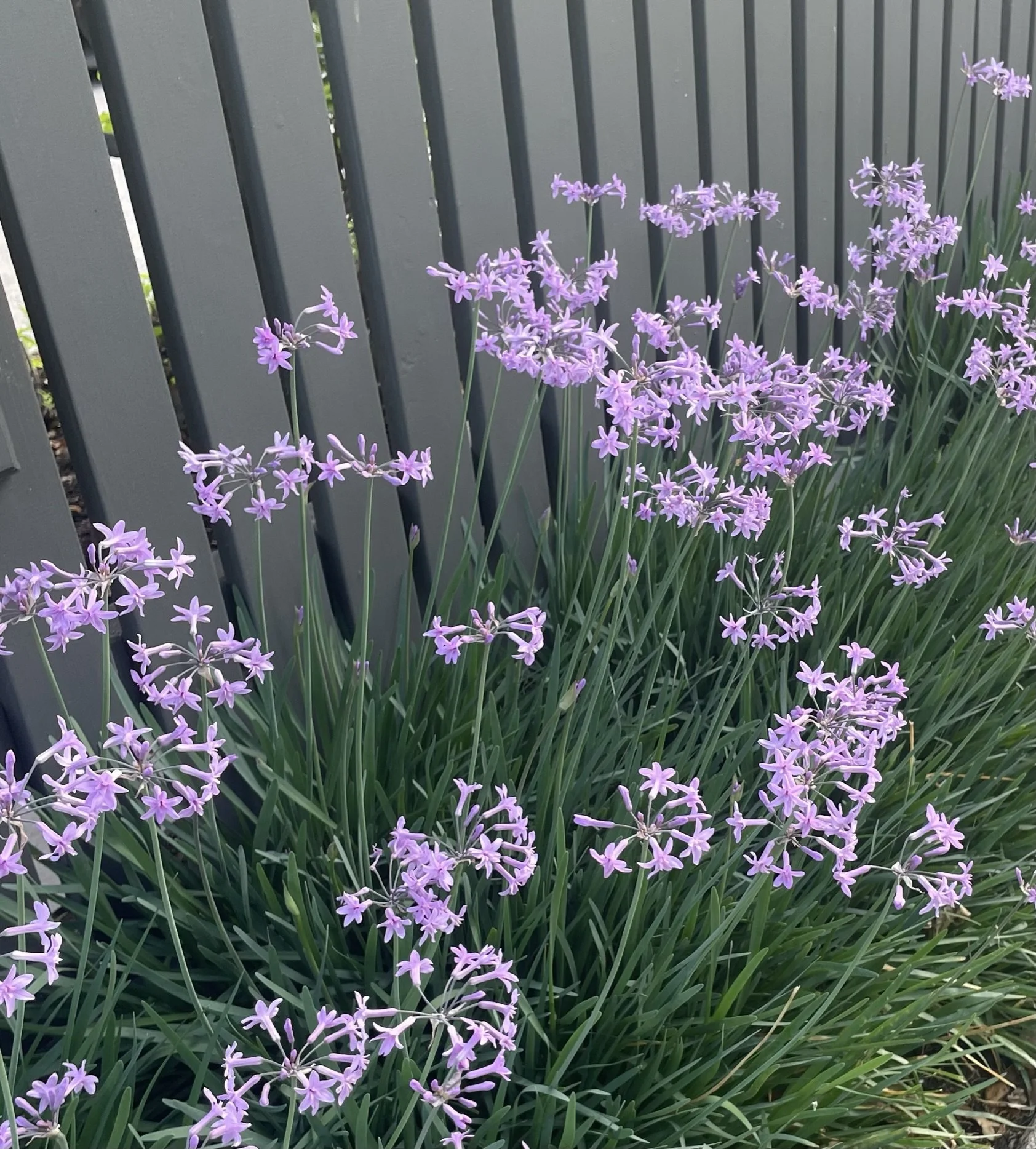 IMG_0606.JPEG