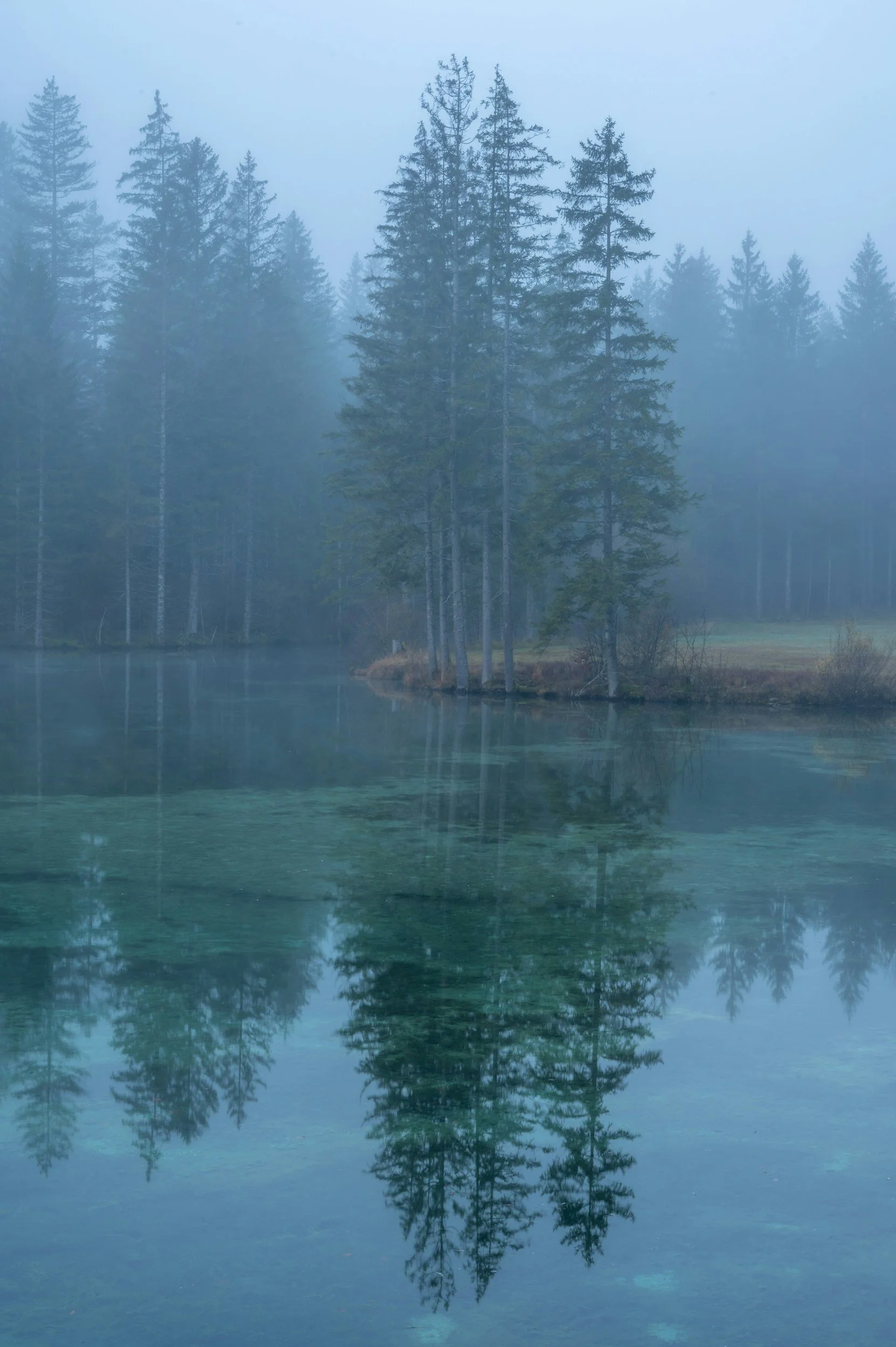 Misty pine trees reflected in a still lake