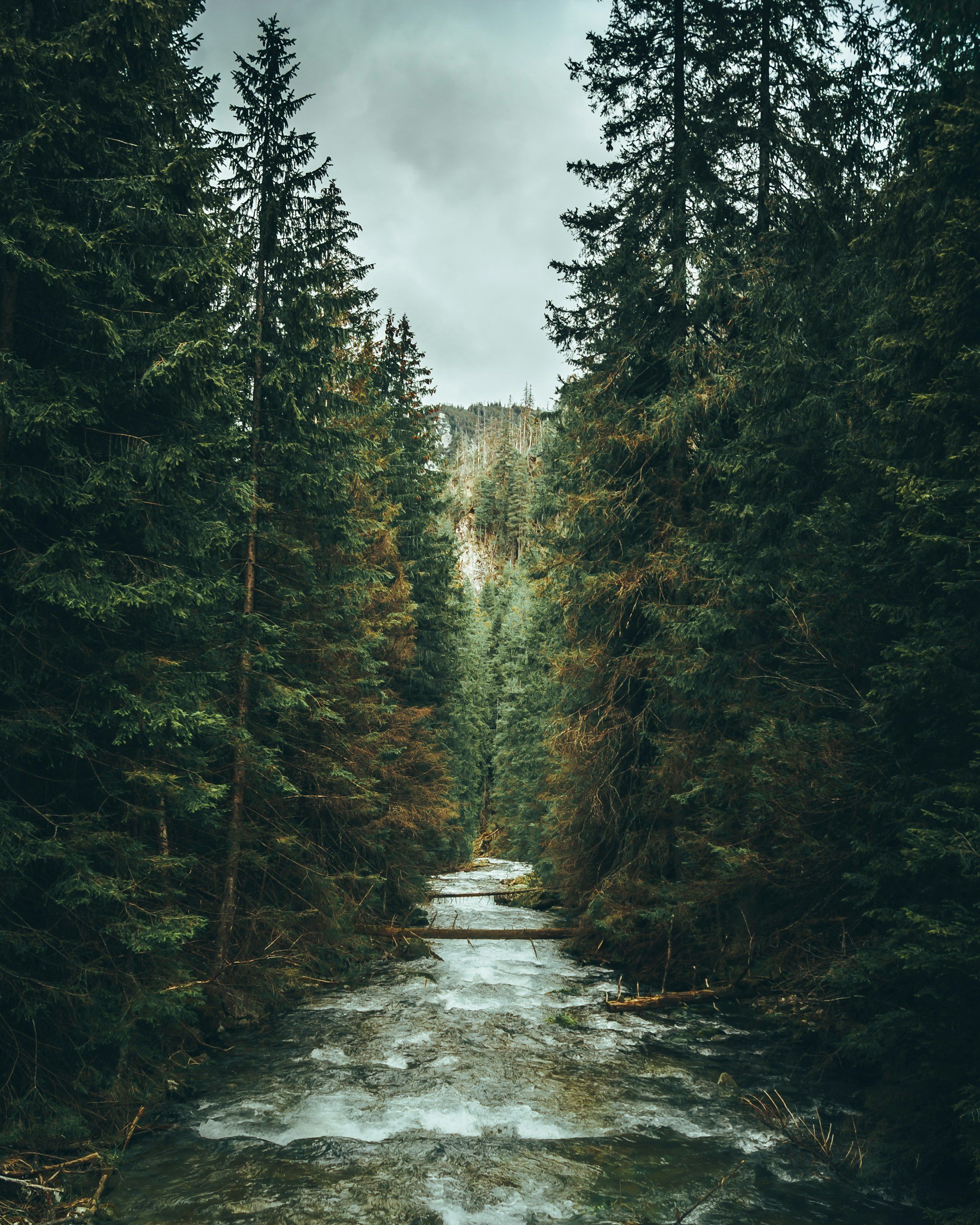 A quiet stream flowing through an evergreen forest