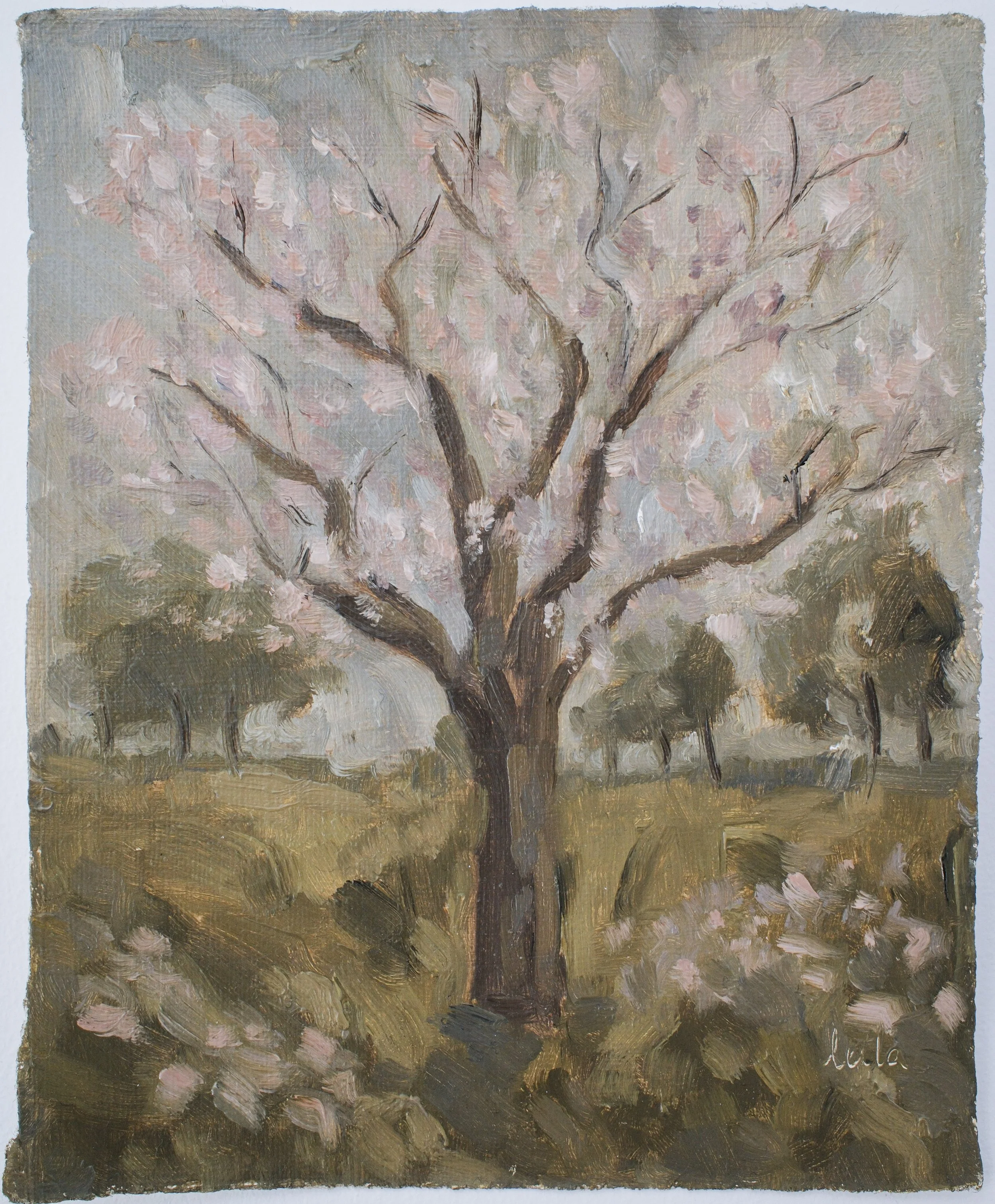 The Pink Bloom