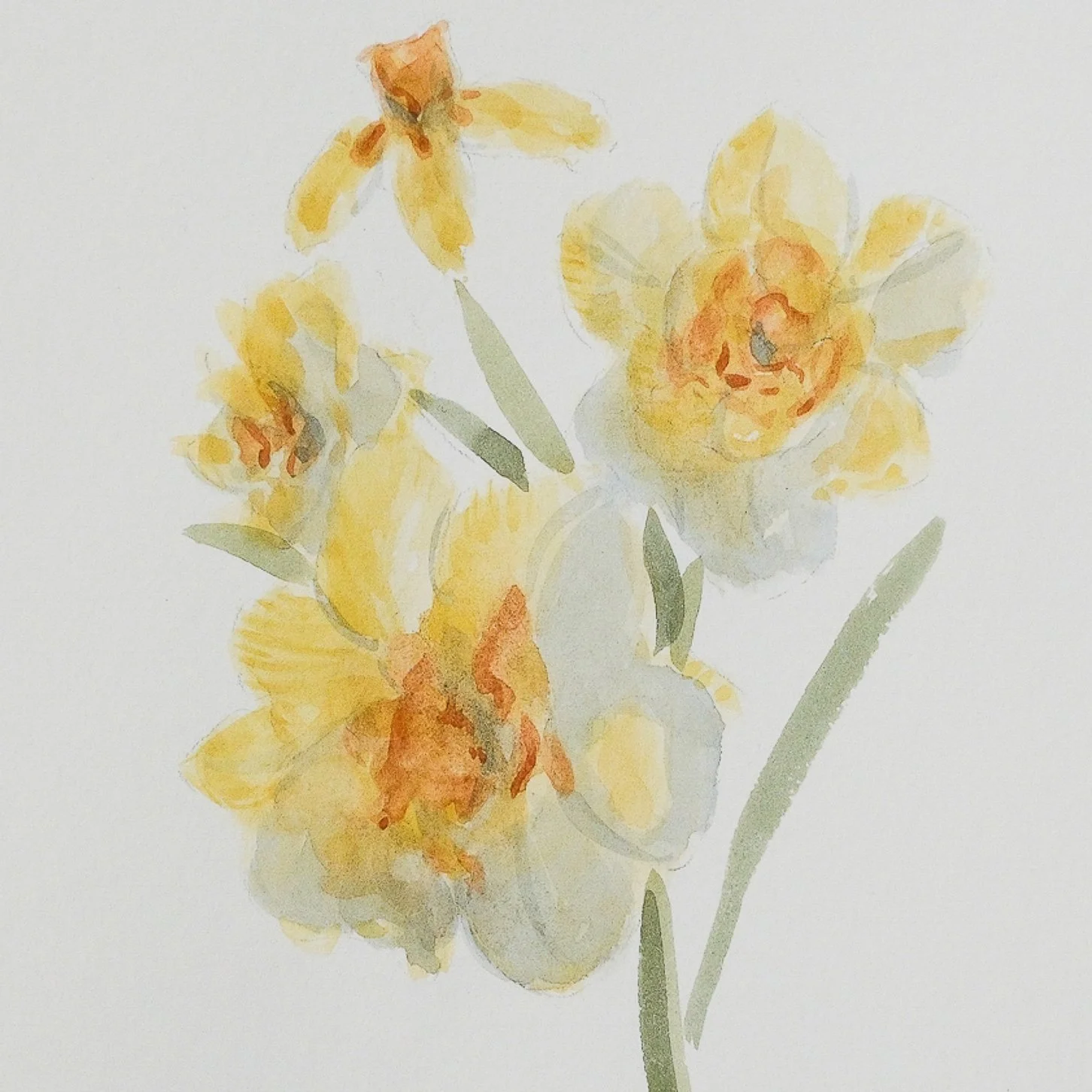 Narcisos amarillos (Yellow daffodils)
