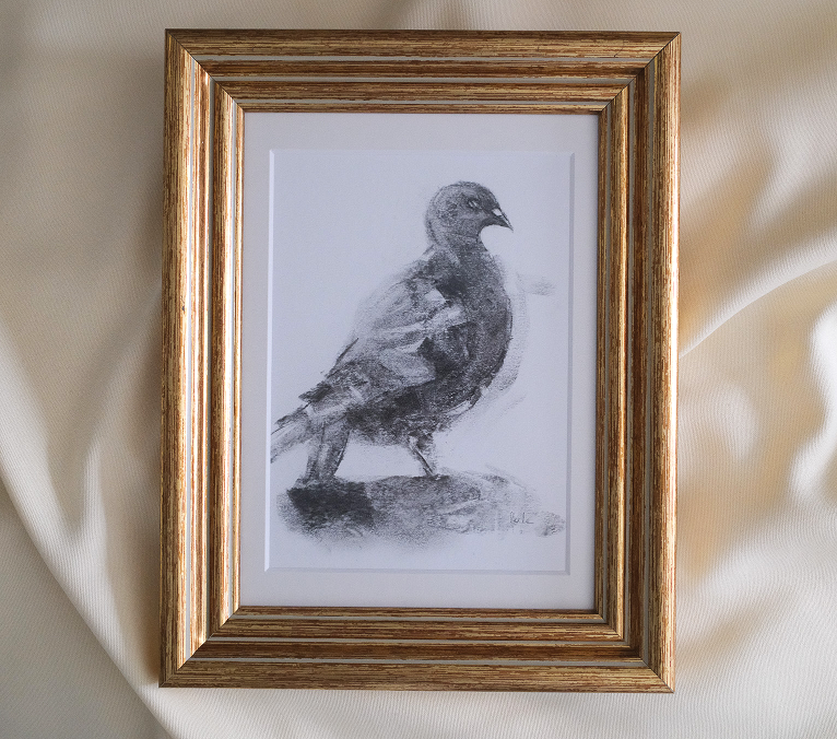 Paloma (Pigeon)