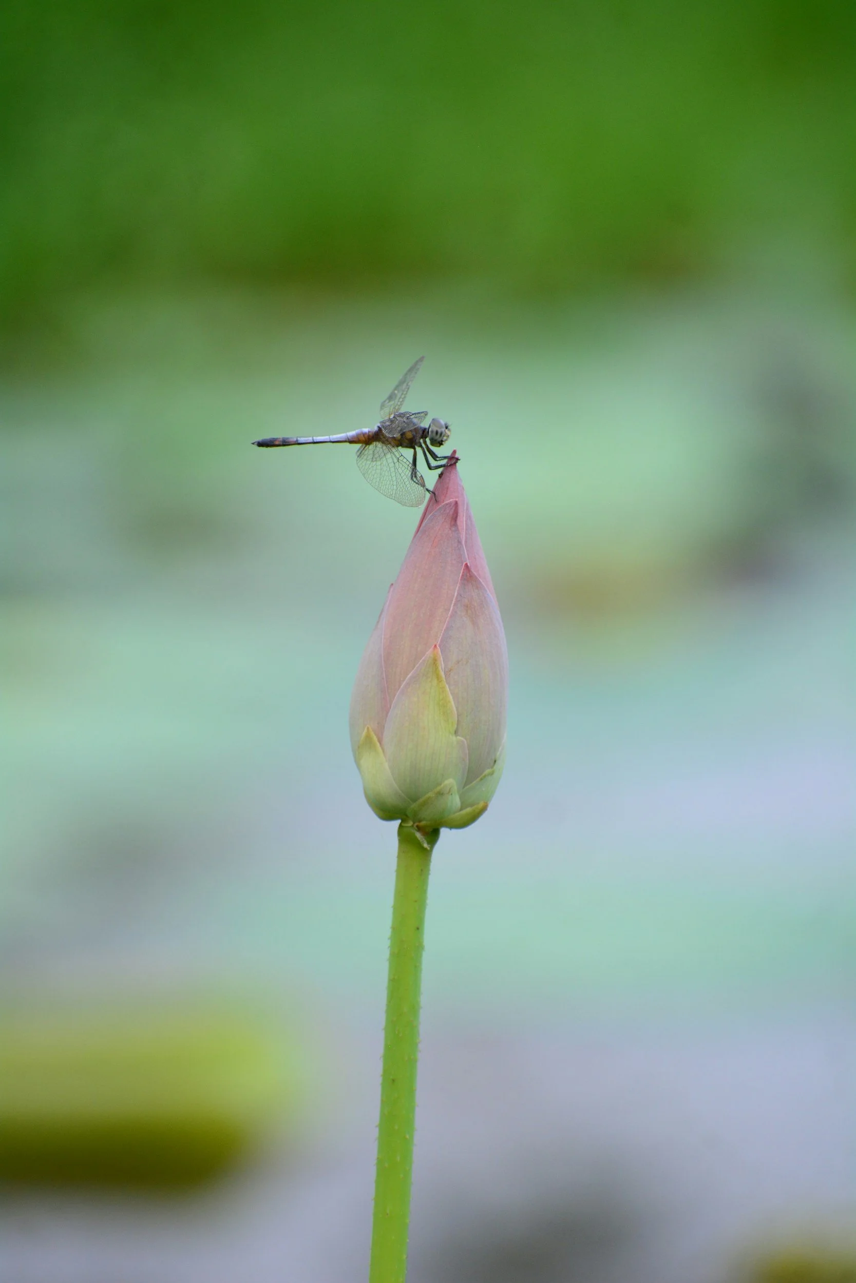 A dragonfly perched on a closed pink flower bud with a blurred green background.