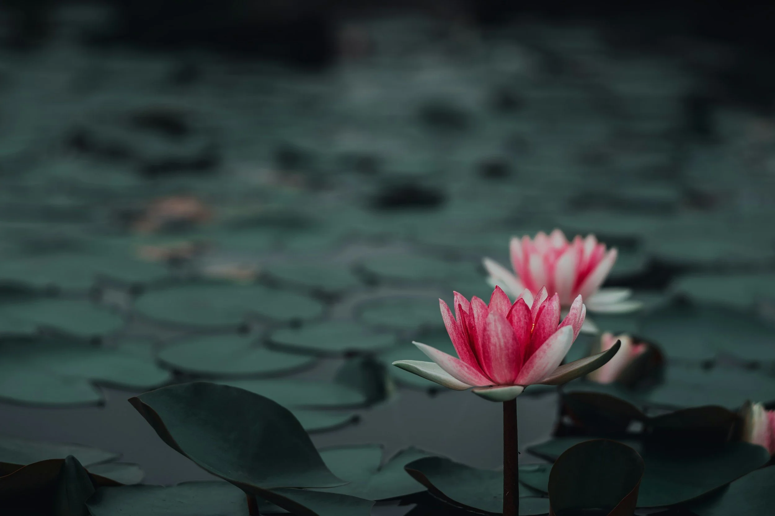 A pink water lily blooming on a pond with dark water and lily pads.