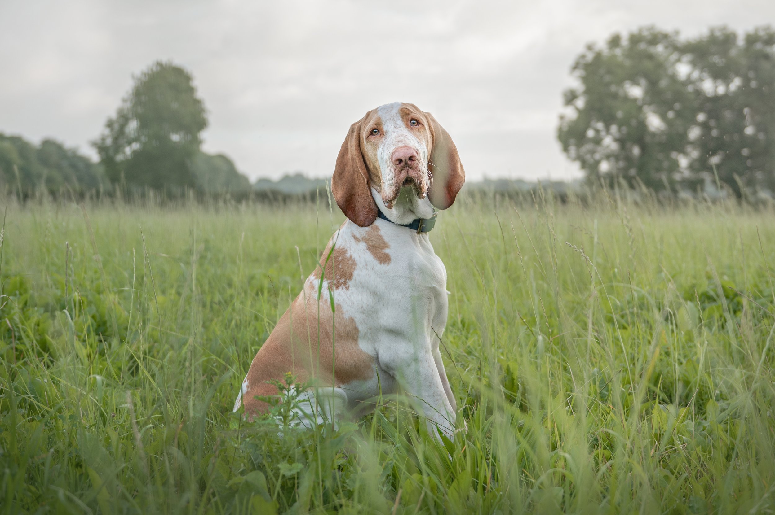a photograph of a Bracco Italiano by Jen Mitchell photography in Darlington, Co Durham