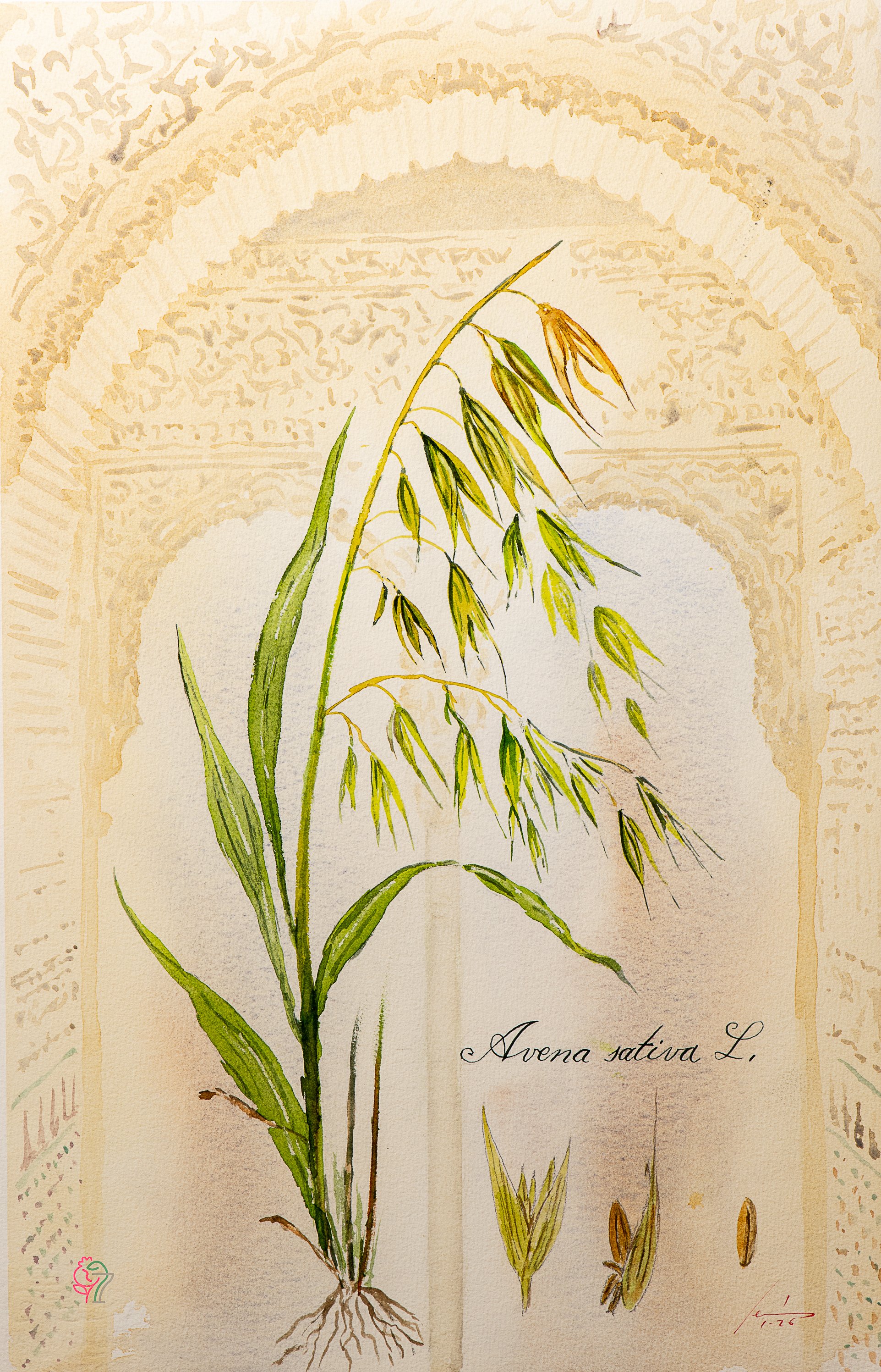 Avena sativa L.