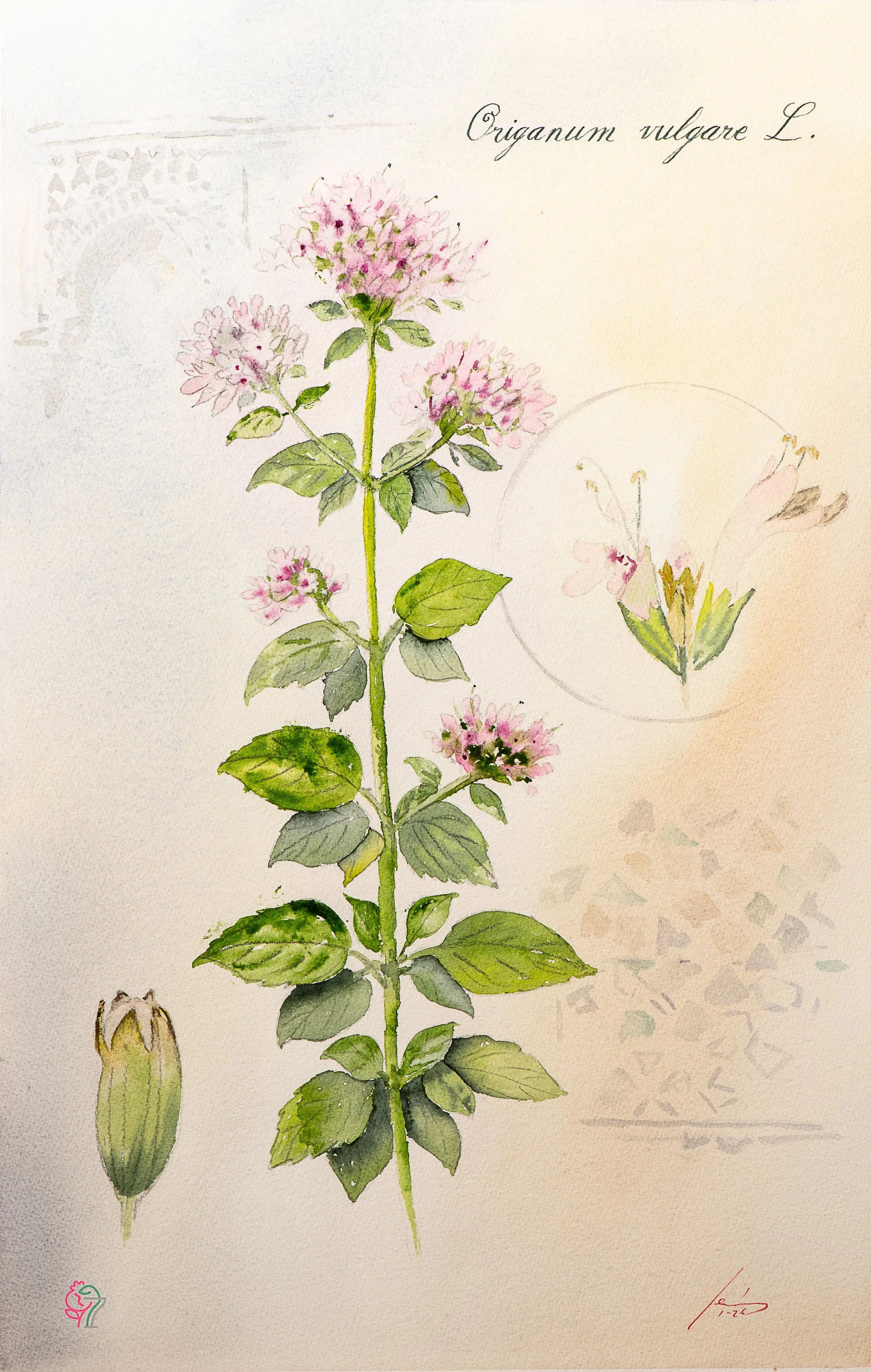 Origanum vulgare L.