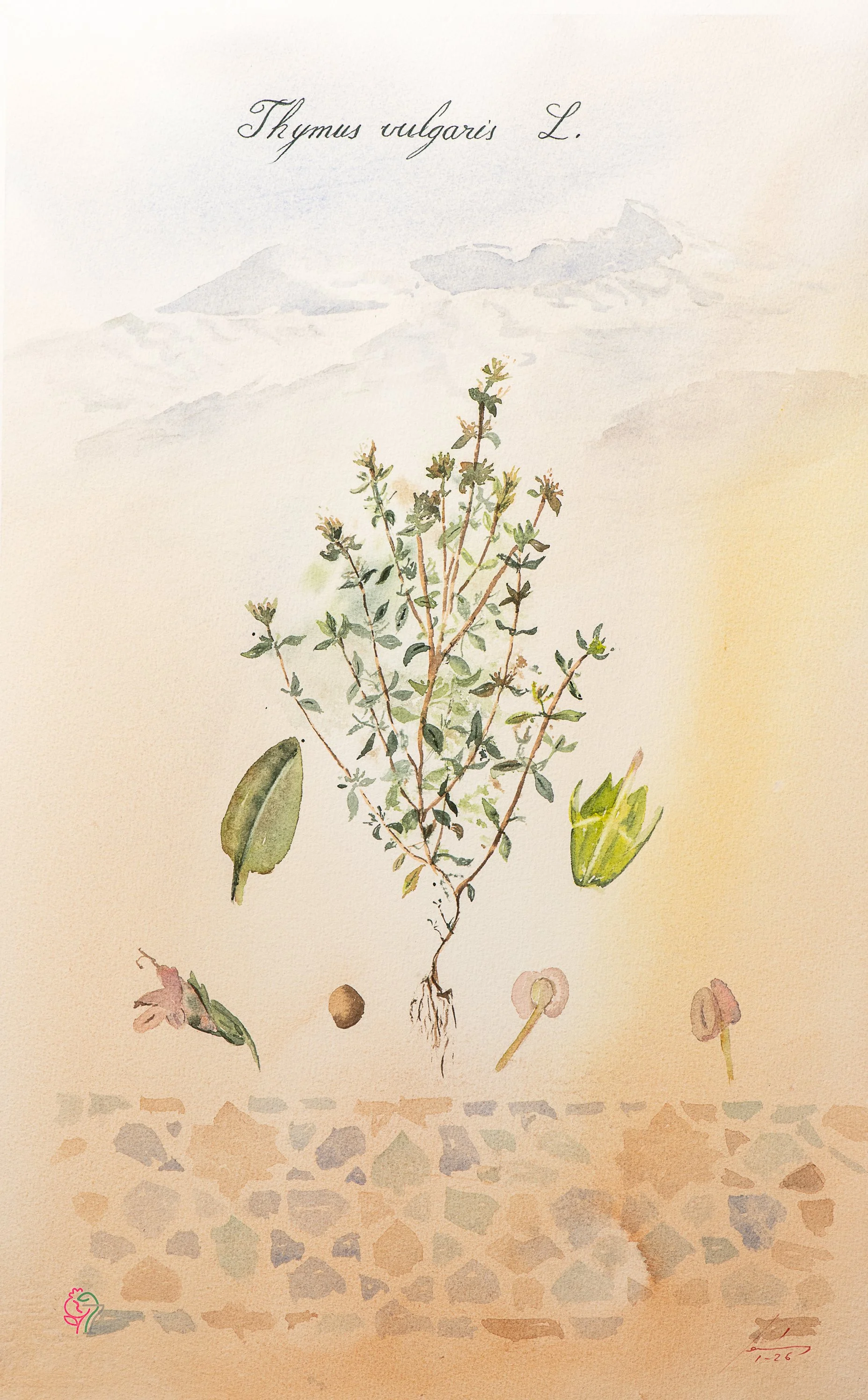 Thymus vulgaris L.