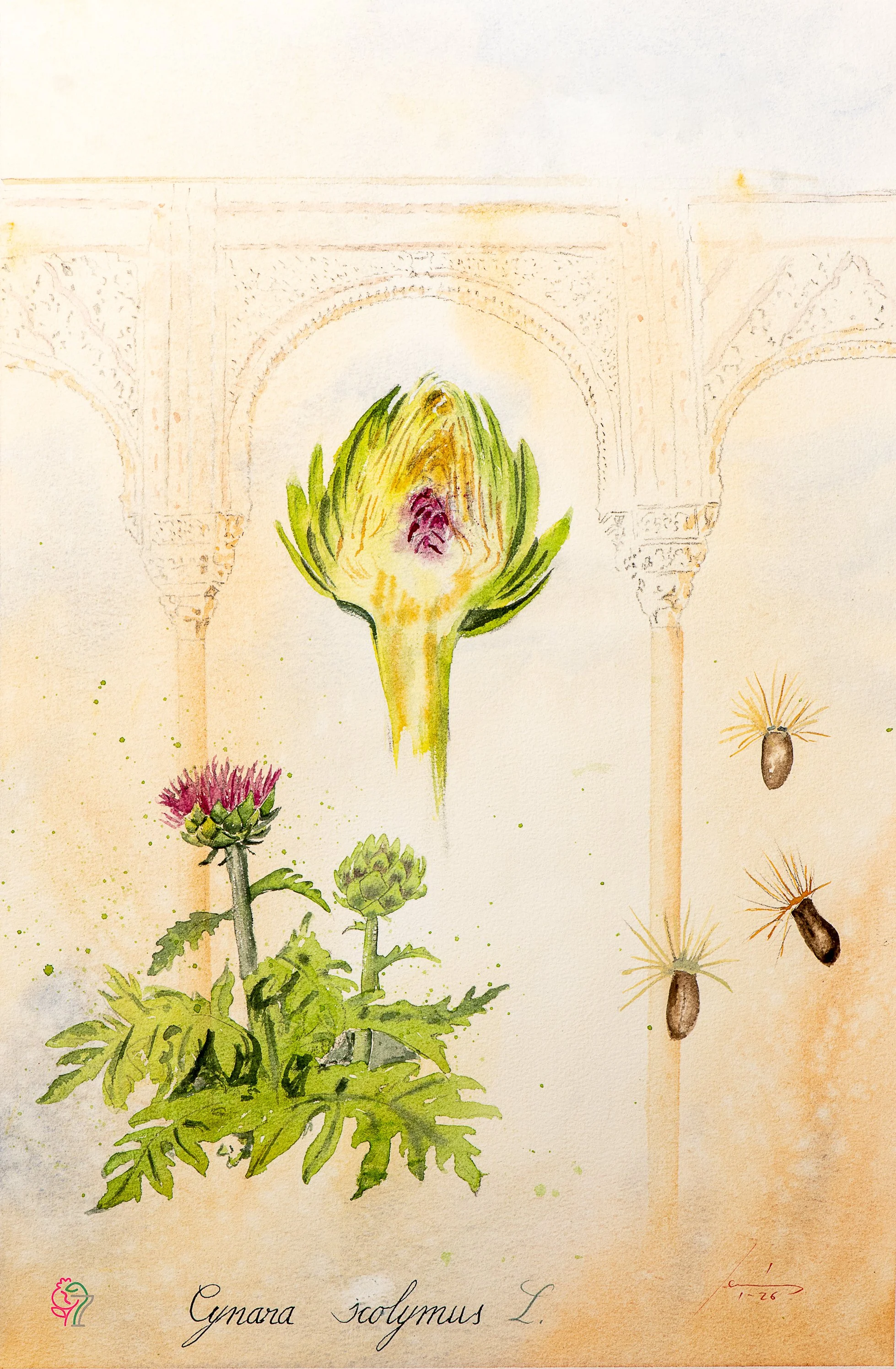 Cynara scolymus L.