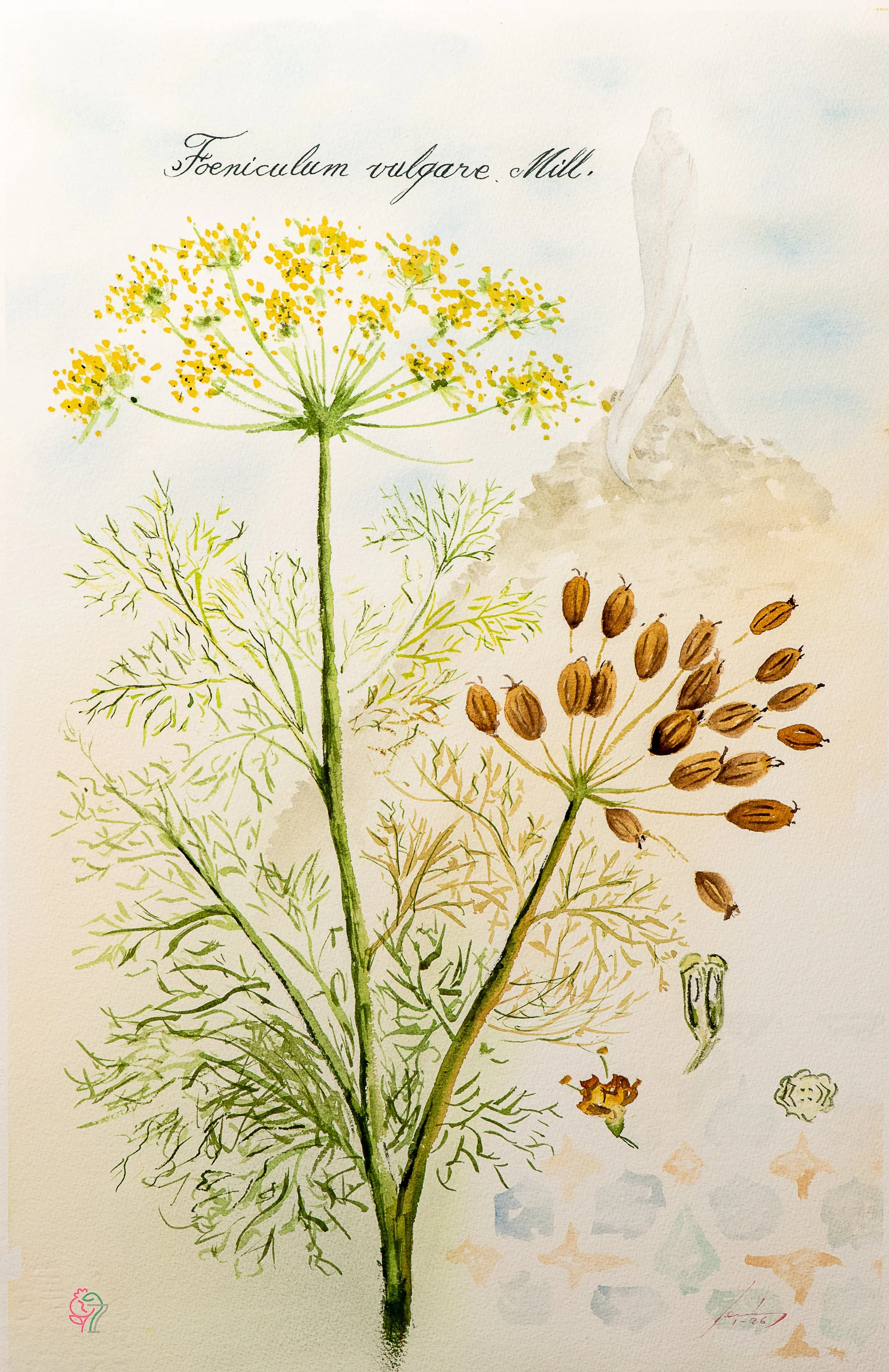 Foeniculum vulgare Mill.