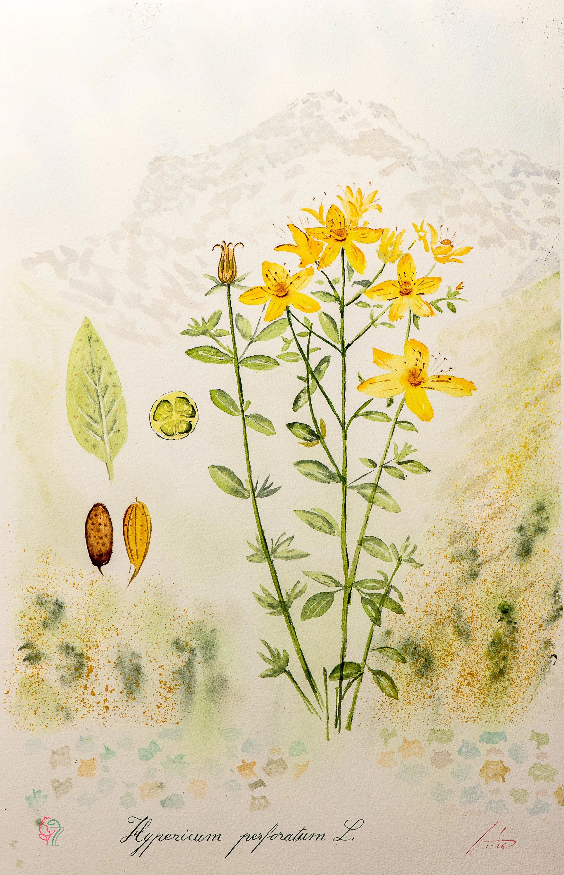 Hypericum perforatum L.