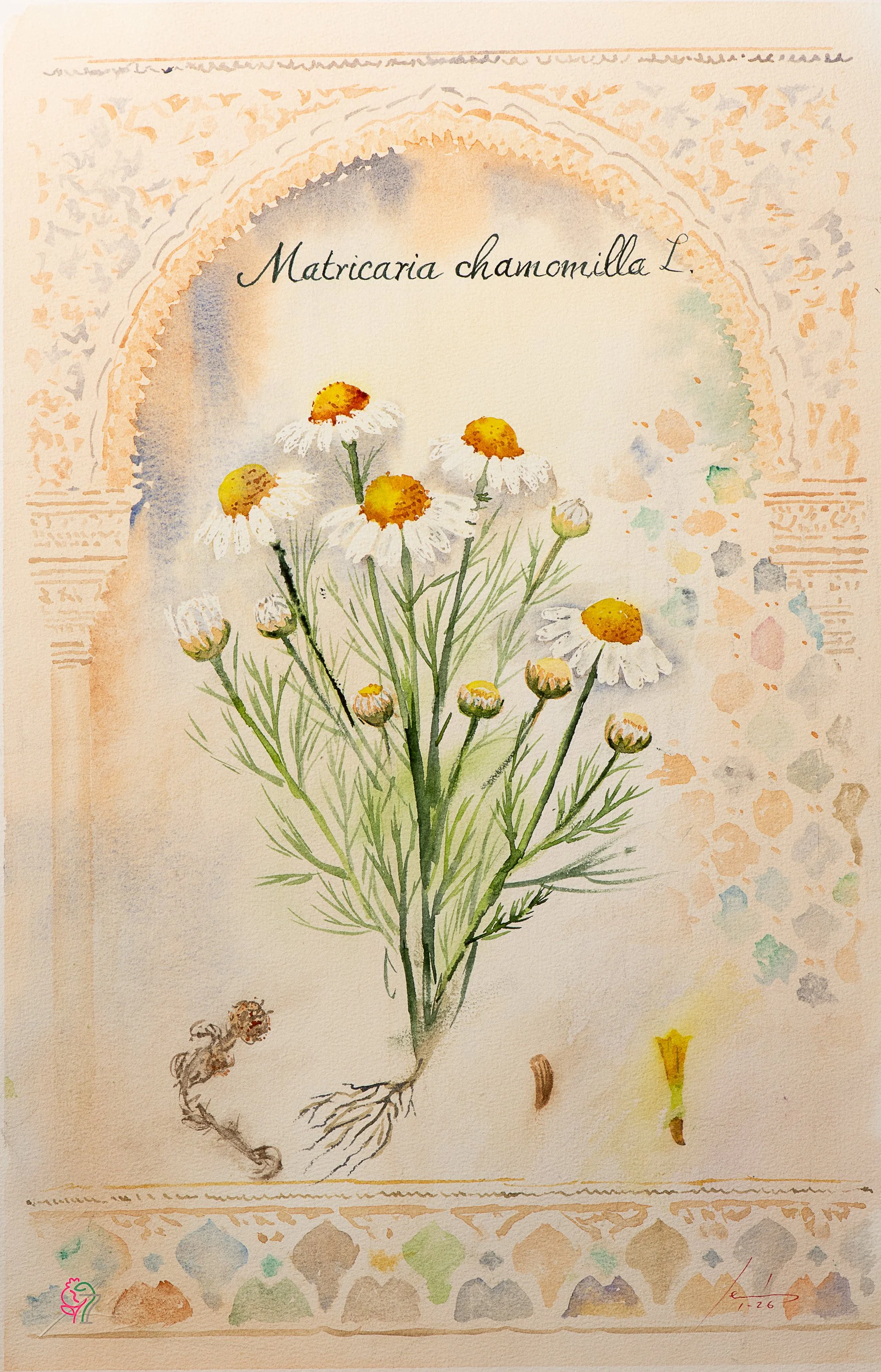 Matricaria chamomilla L.