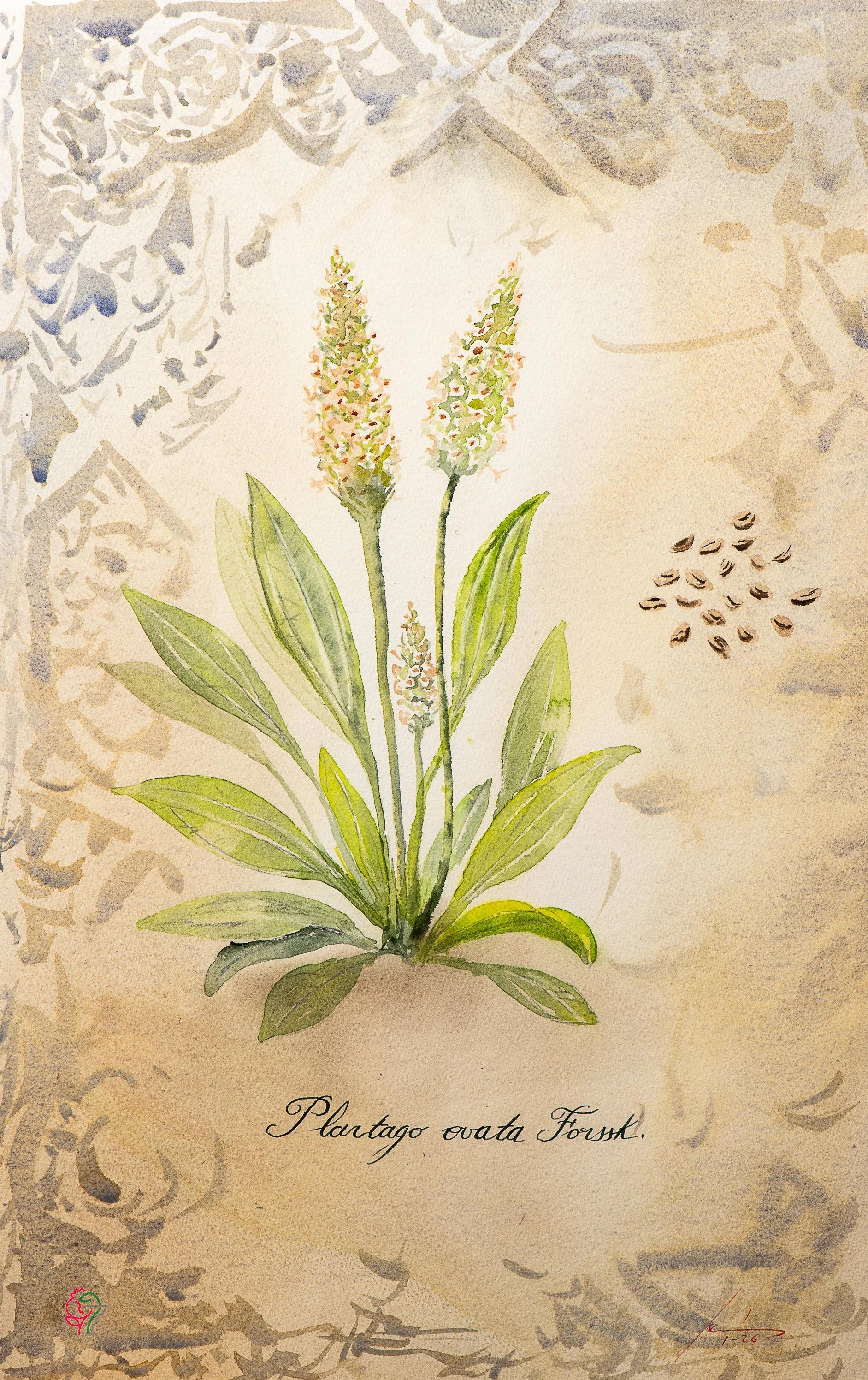Plartago ovata Forssk.