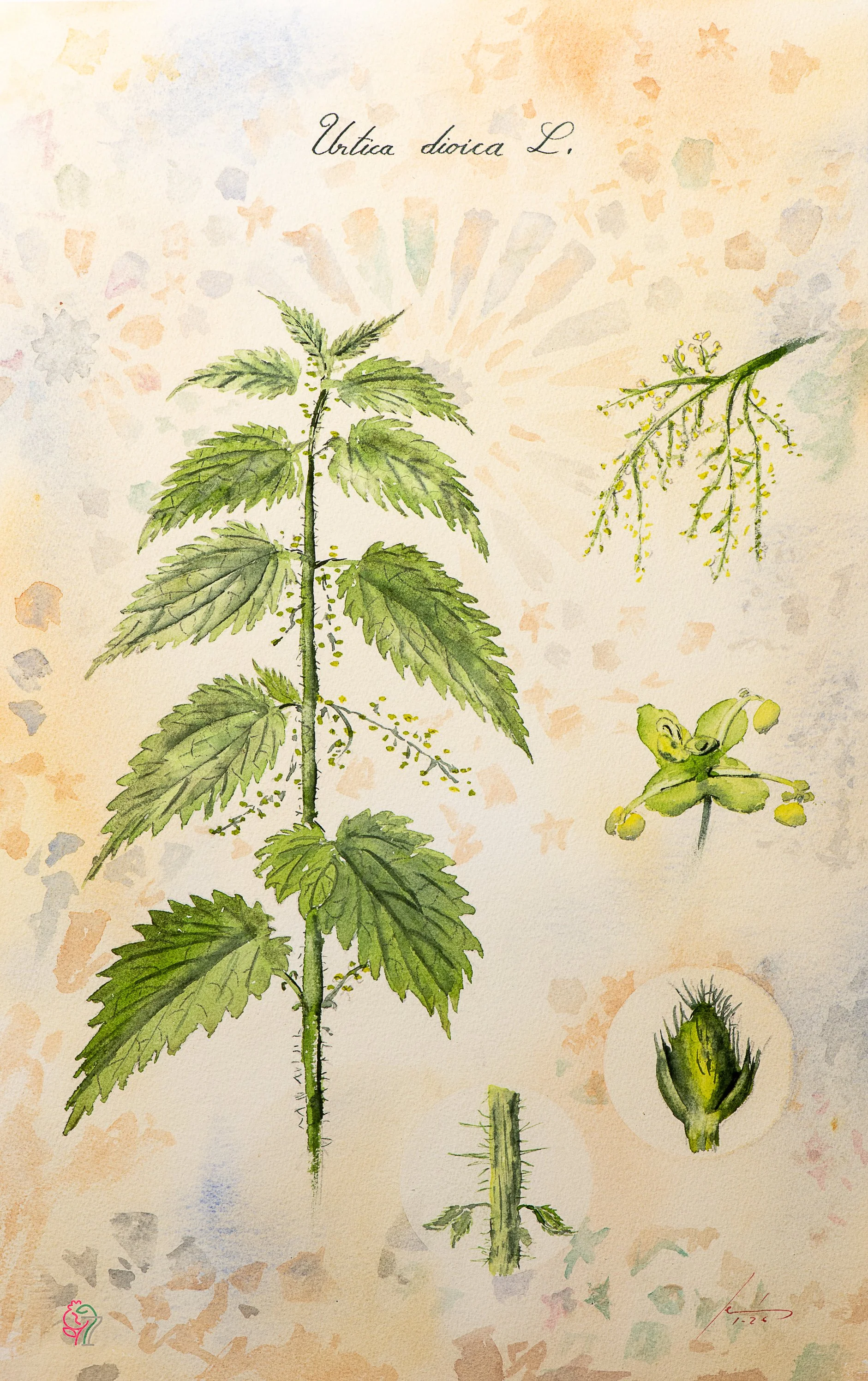 Urtica dioica L.