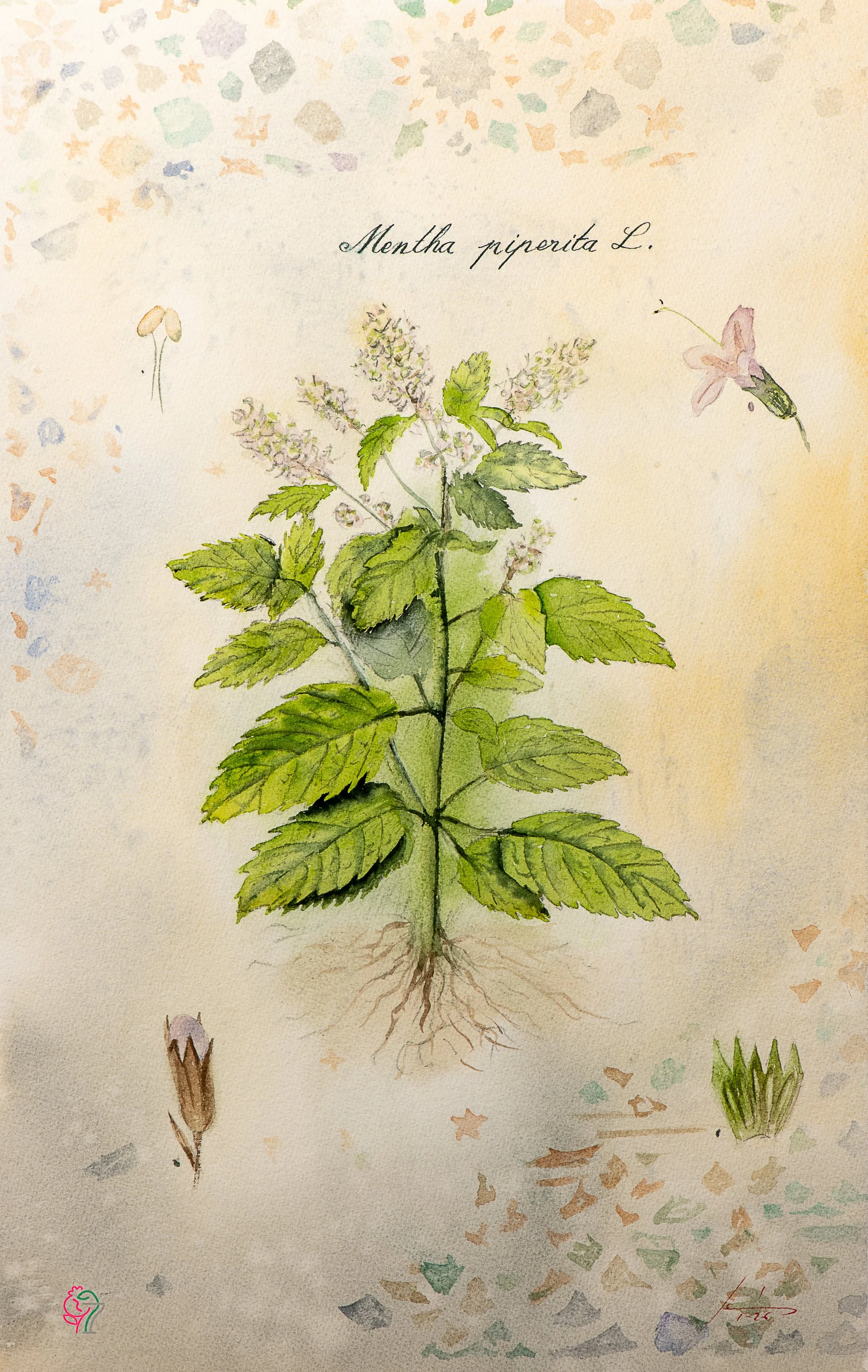 Mentha piperita L.