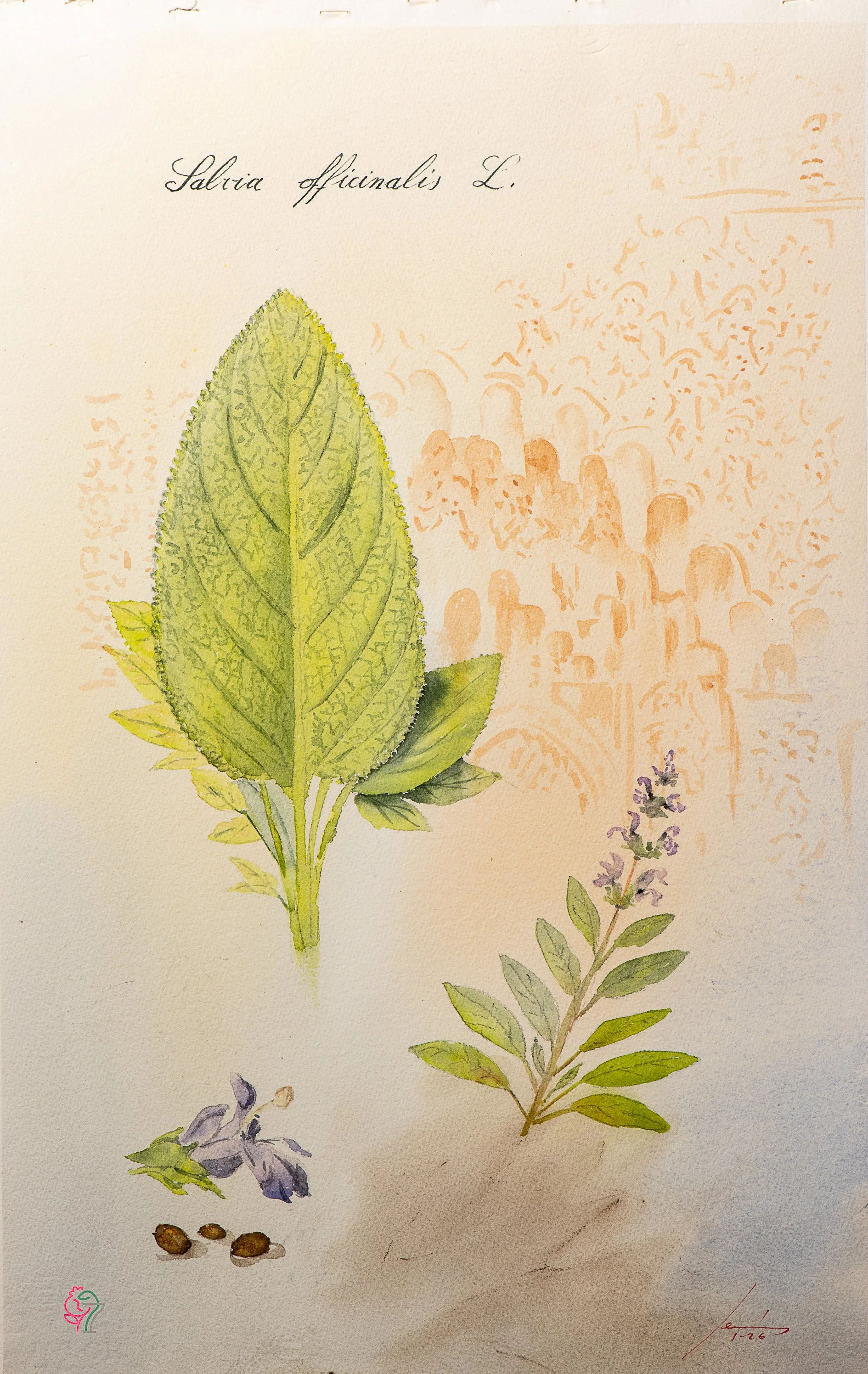 Salvia officinalis L.