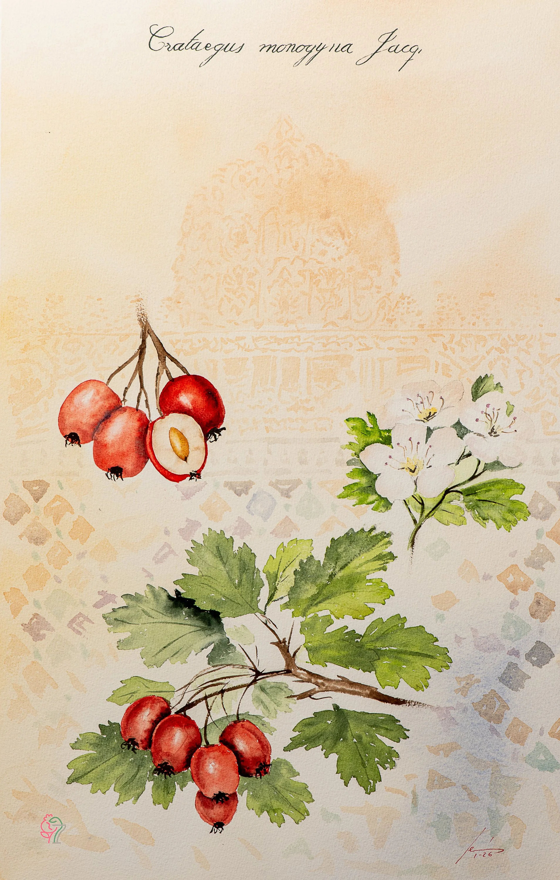 Crataegus monogyna Jacq.