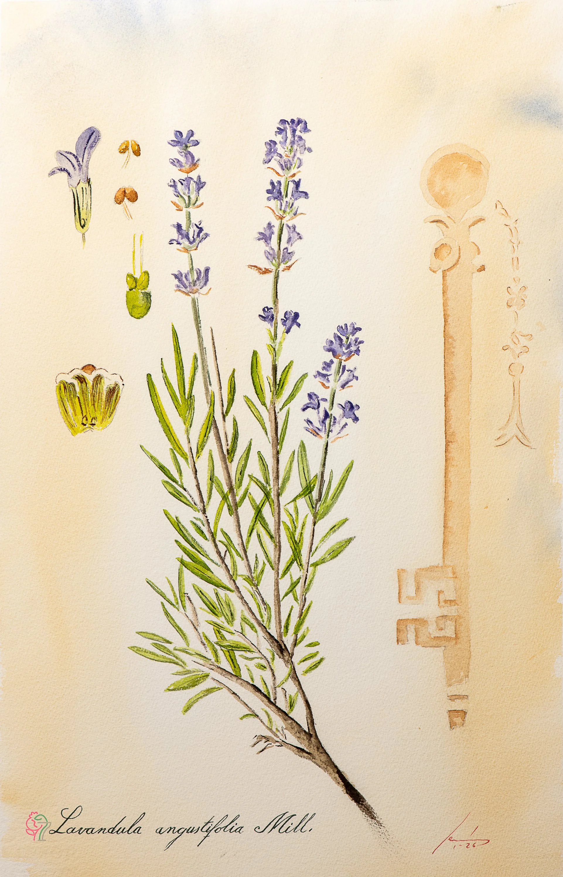 Lavandula angustifolia Mill.
