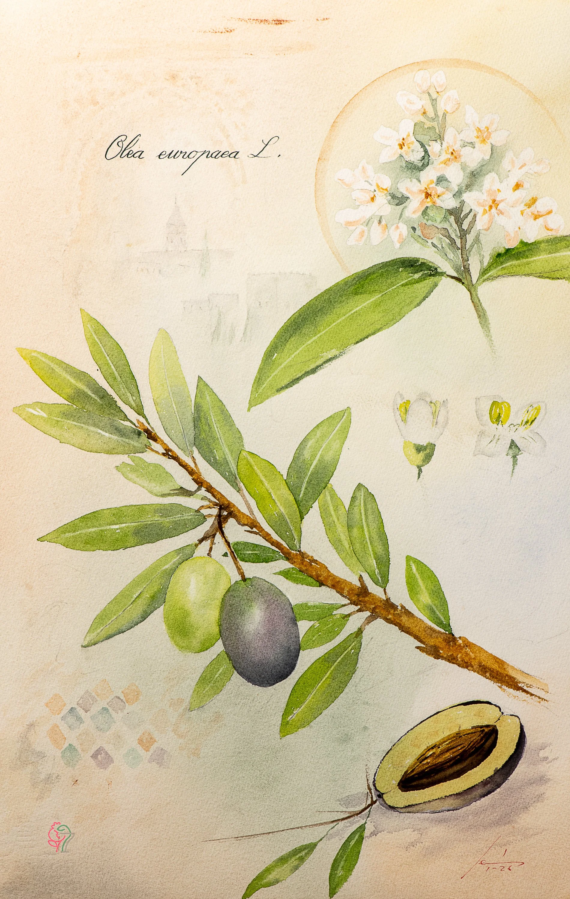 Olea europea L.