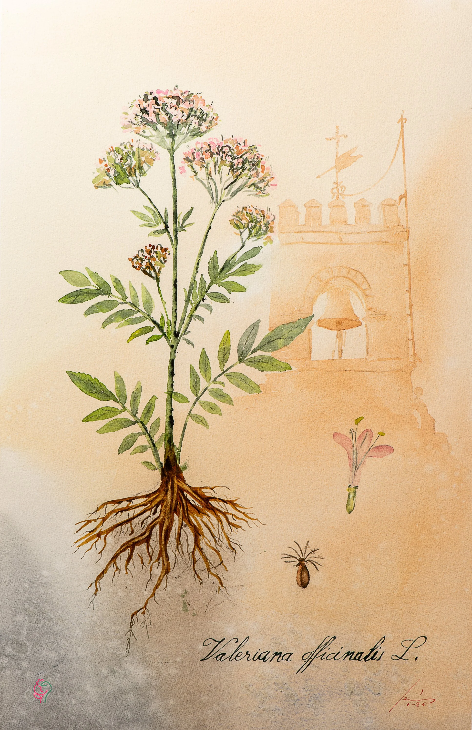 Valeriana officinalis L.