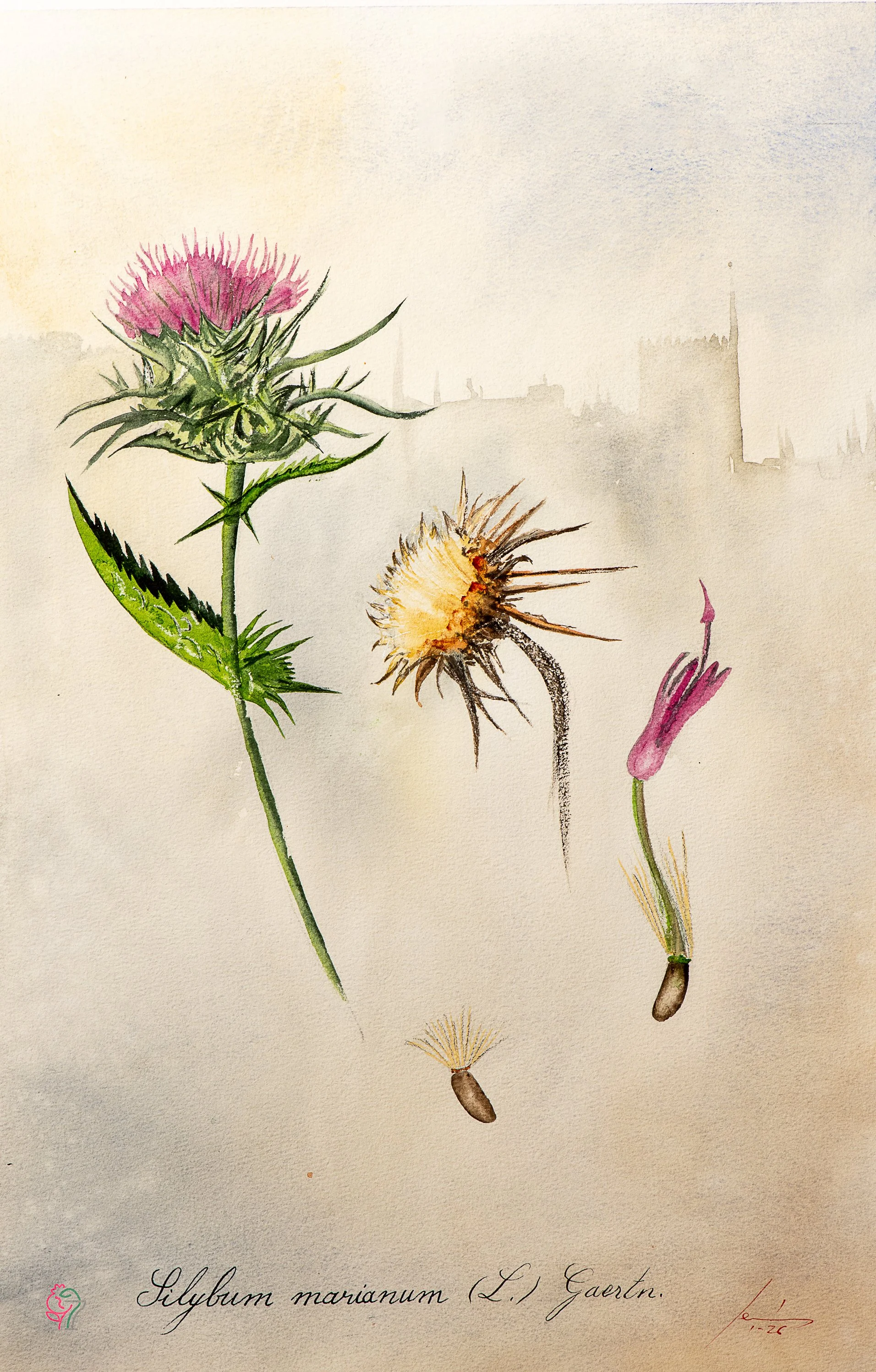 Silybum marianum L. Gaertn.
