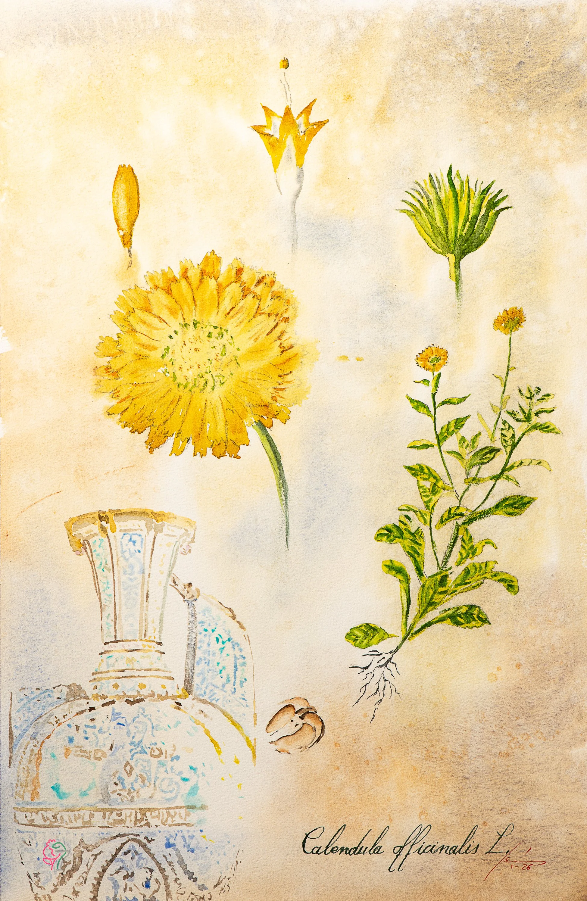 Calendula officinales L.