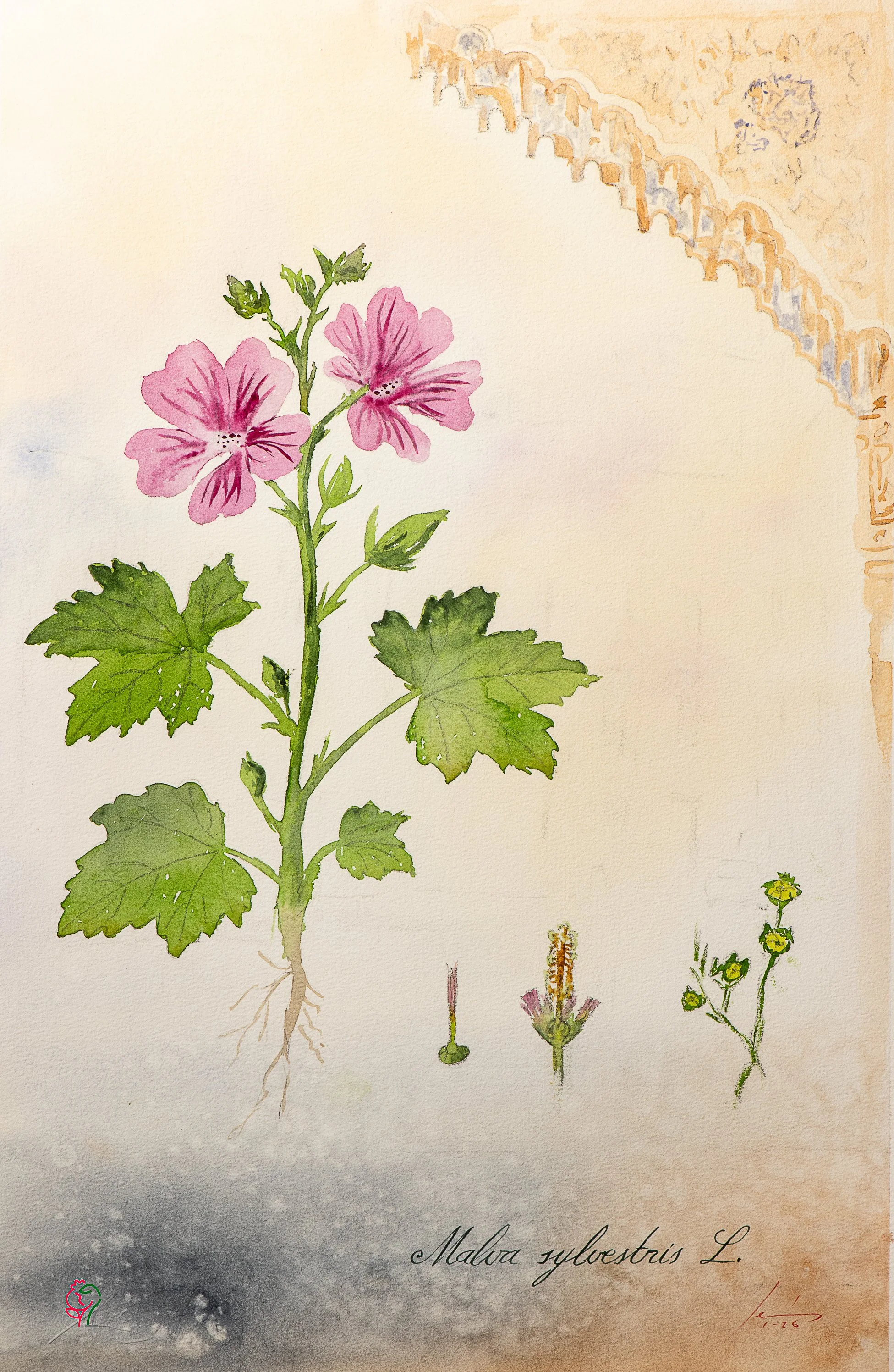 Malva sylvestris L.