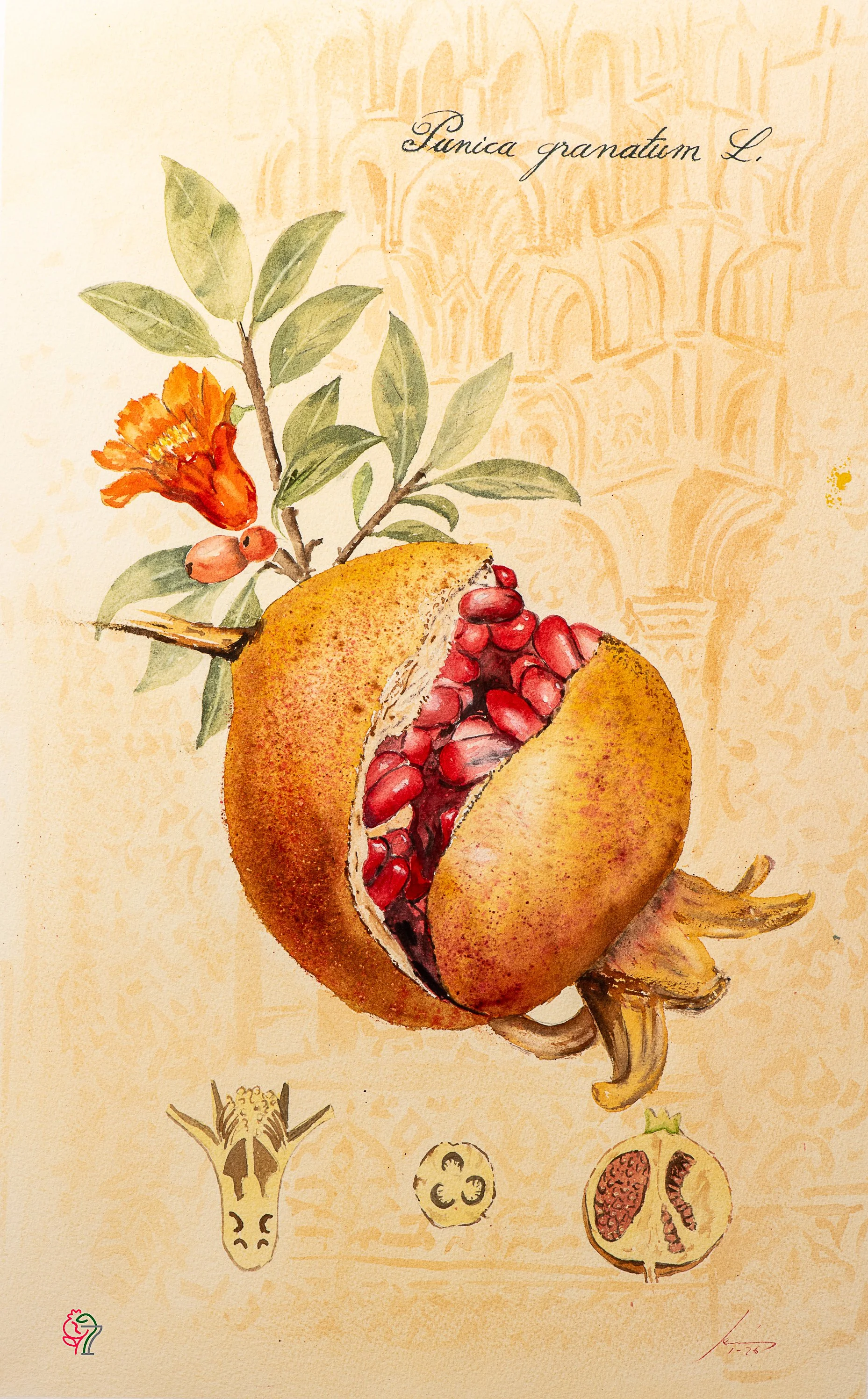 Punica granatum L.