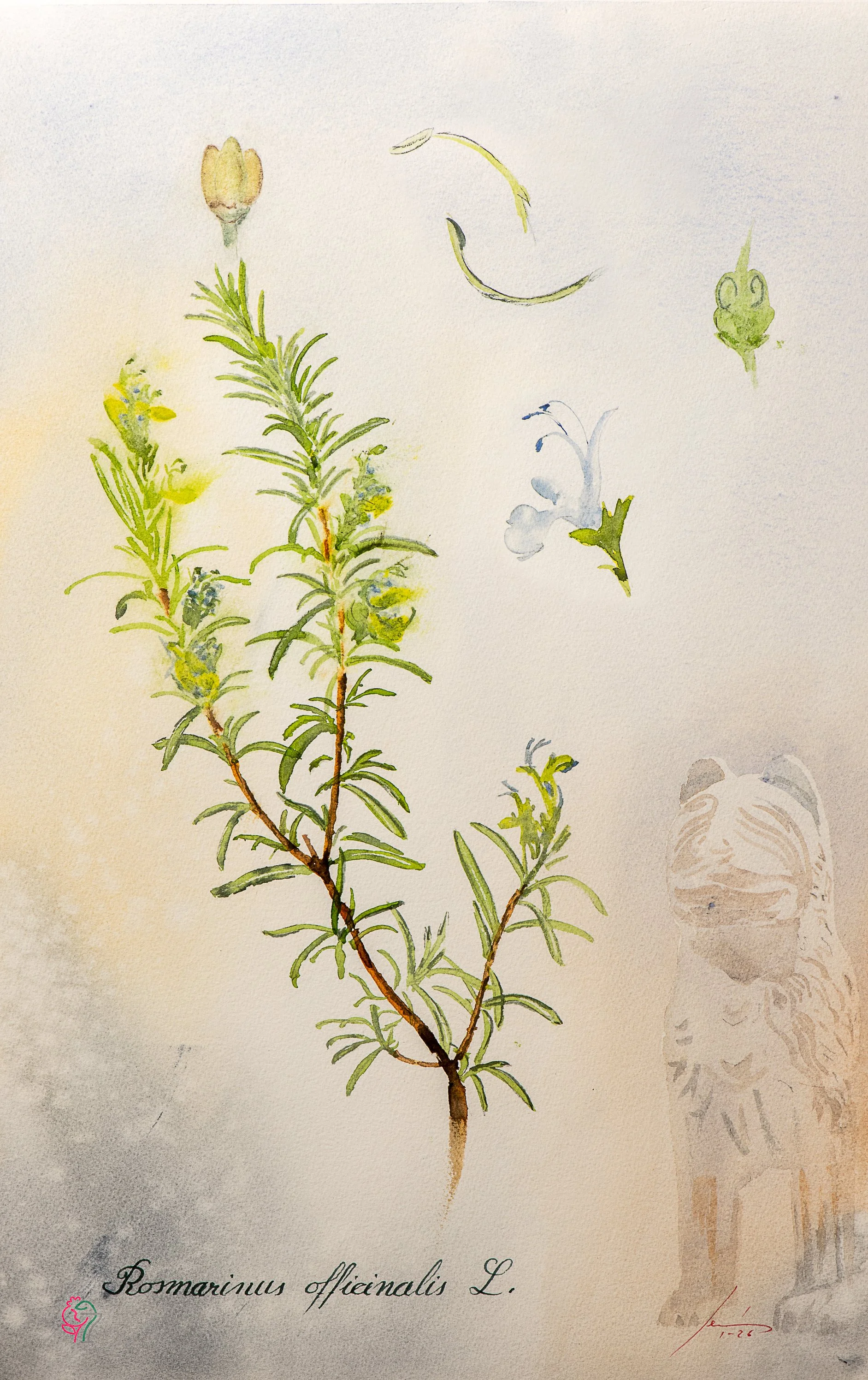 Rosmarinus officinalis L.