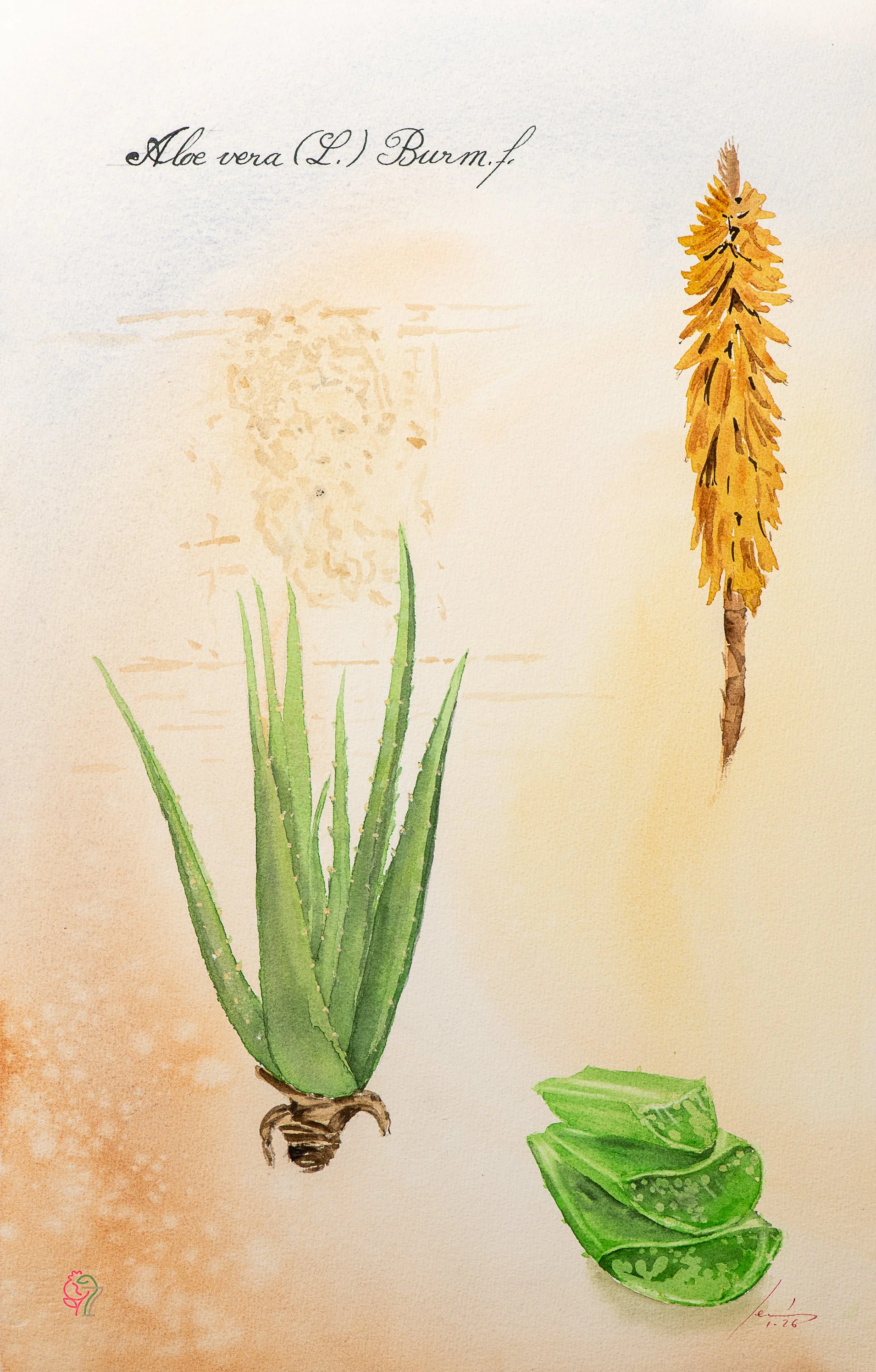 Aloe vera (L.) Burm.f.