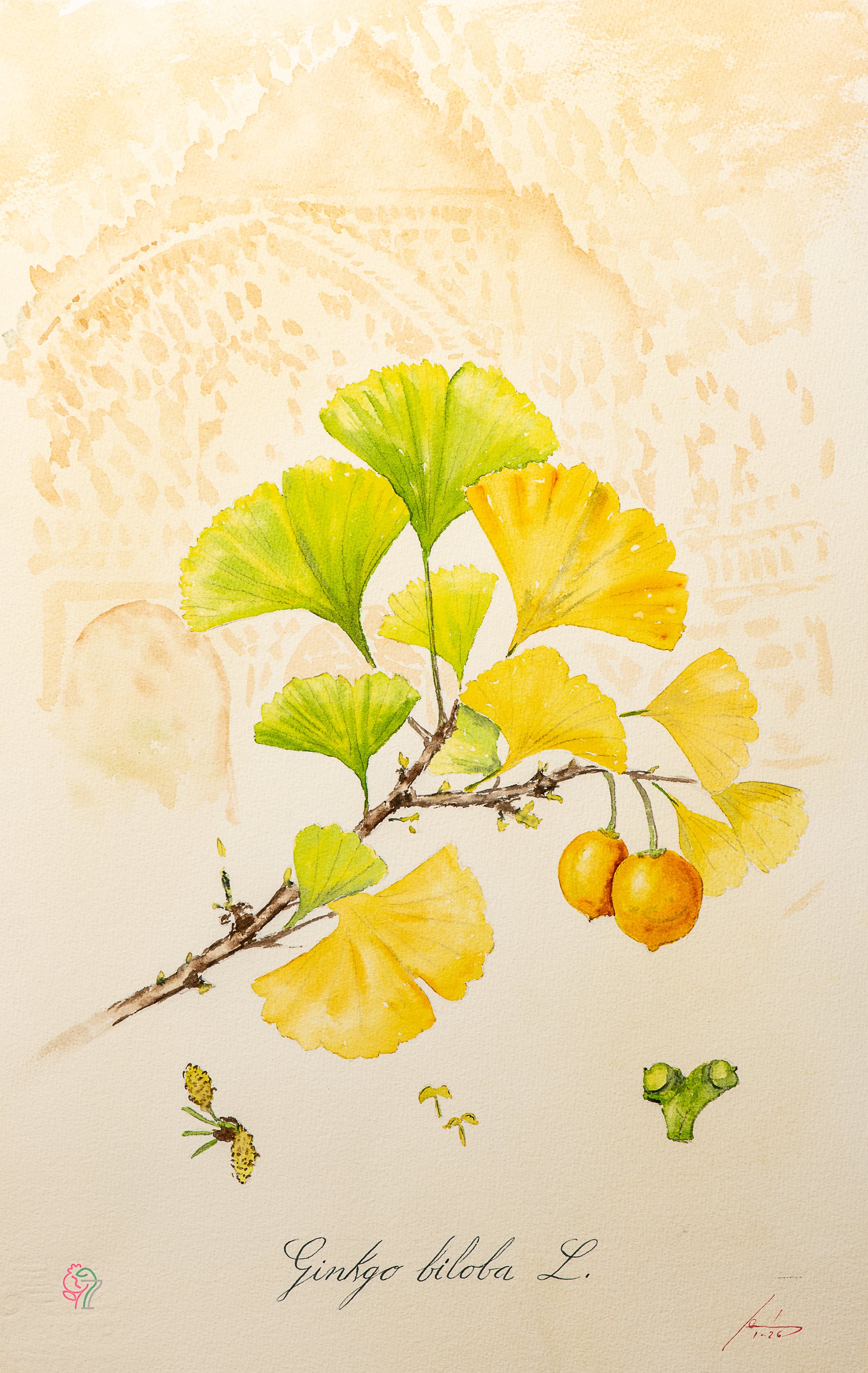 Gingkgo biloba L.
