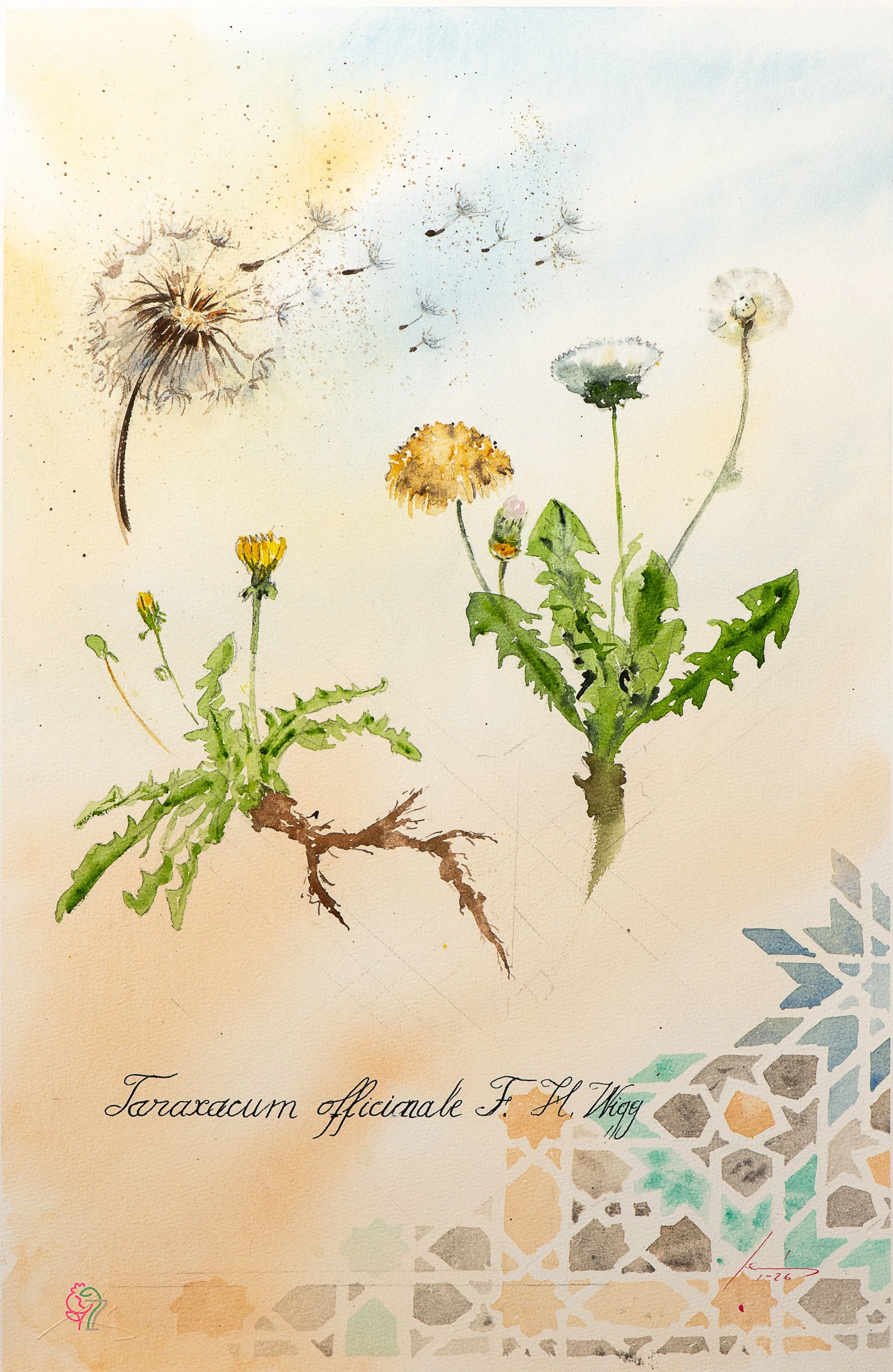Taraxacum officinale F. H. Wigg.