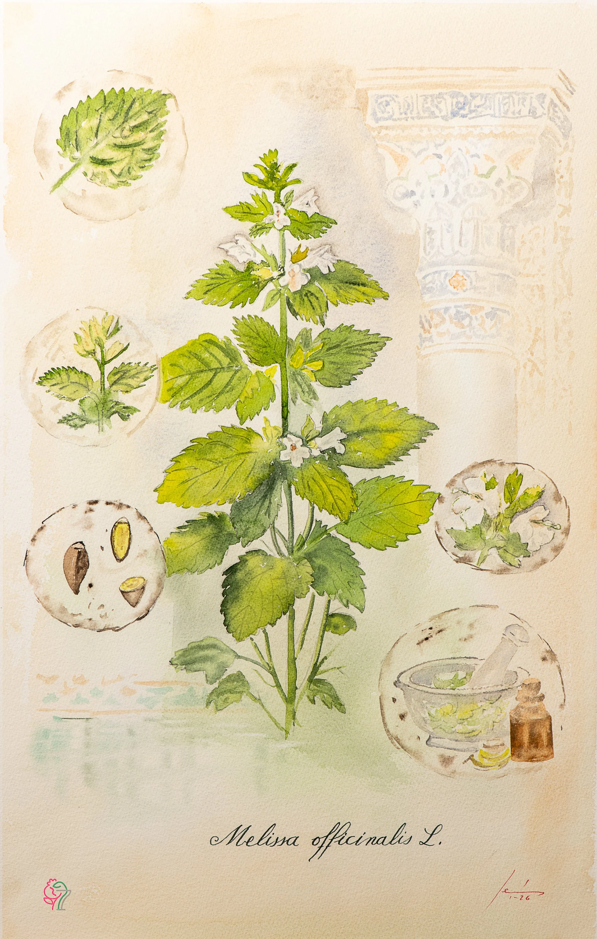 Melissa officinalis L.