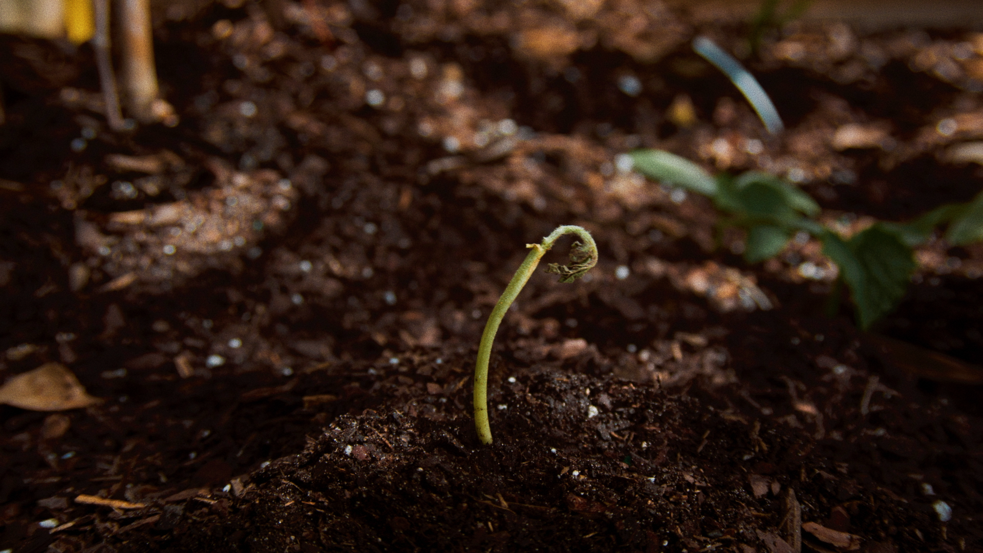 A young fern plant sprouting from dark soil with a small, curled frond emerging.