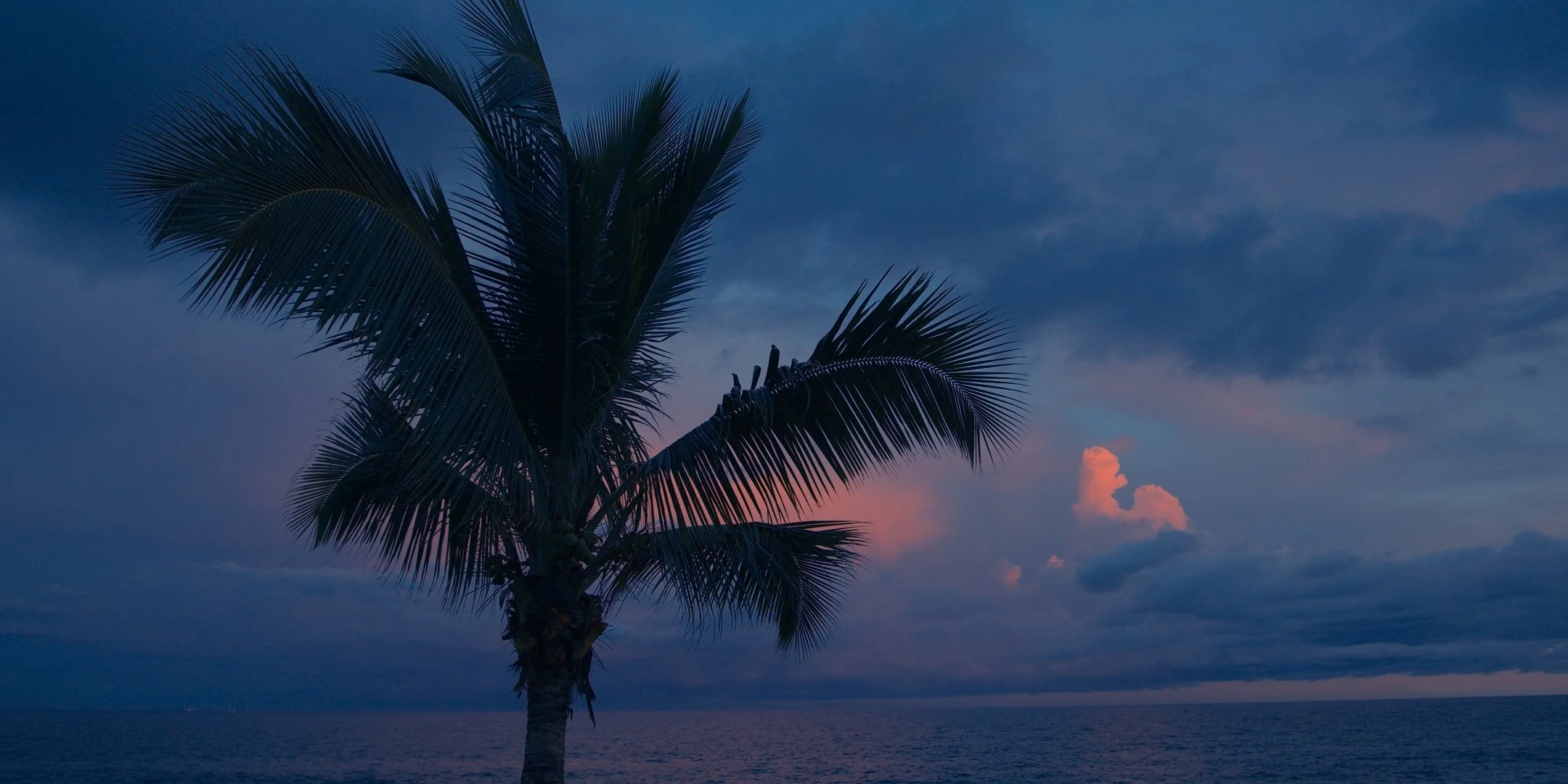A palm tree on a beach during sunset with dark blue sky and pink clouds.