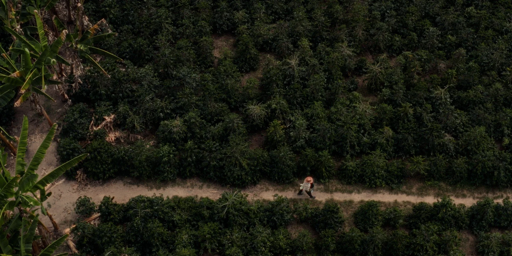 An aerial view of a person walking on a dirt path through a lush green fields on the left side.