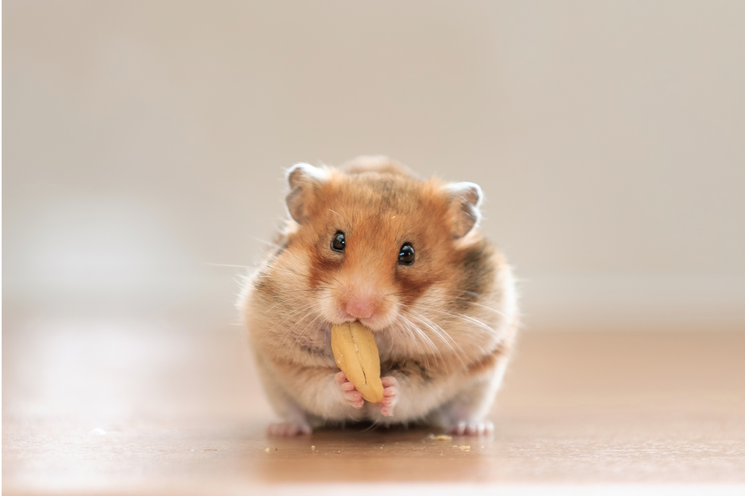 Finding Quality Exotic Pet Supplies in the Philippines