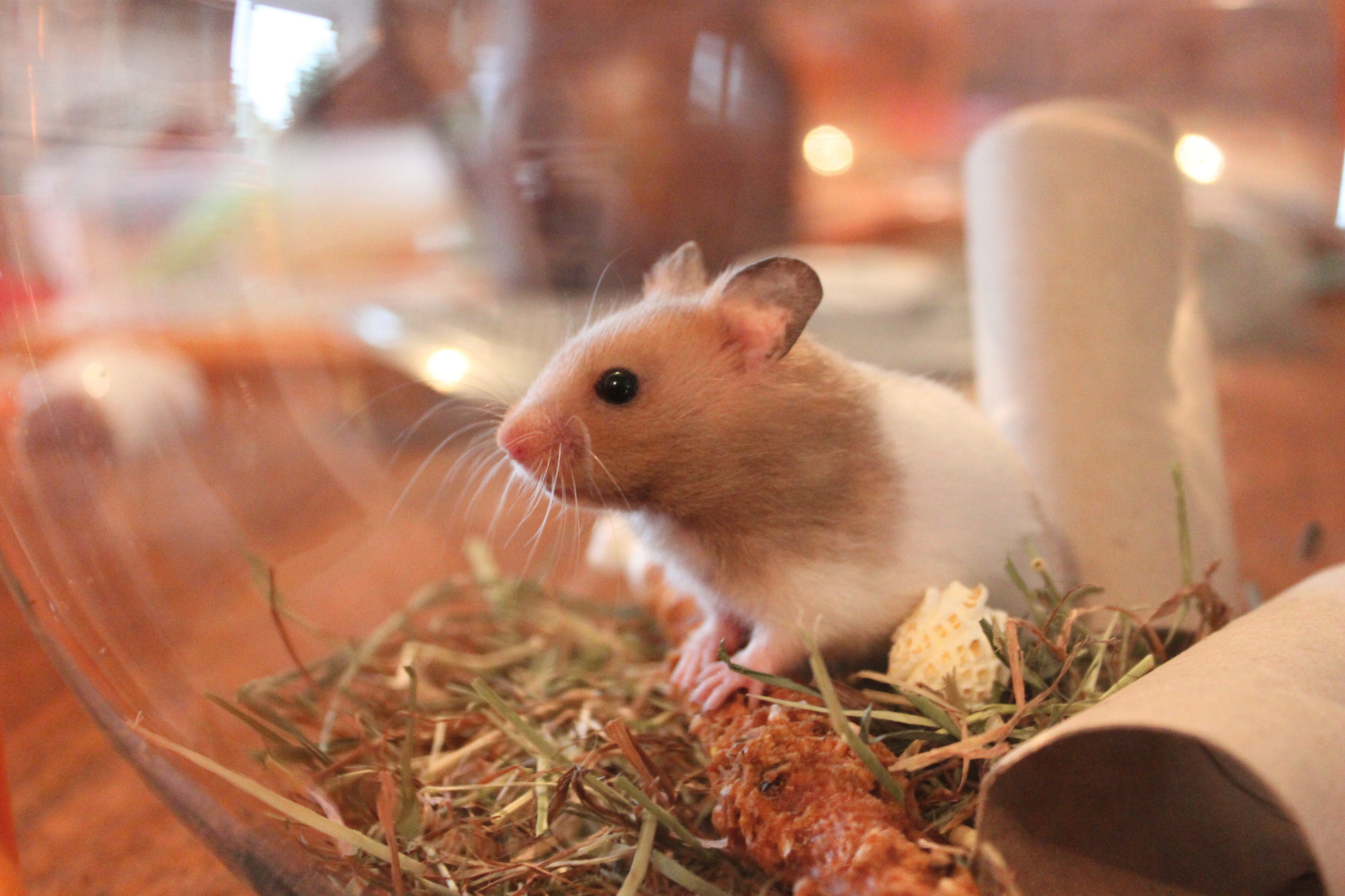 Nibterra Enrichment