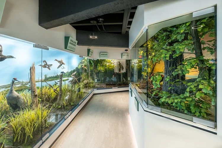 Museum exhibit with dioramas of wetlands and forest scenes, featuring animals and lush plant life.