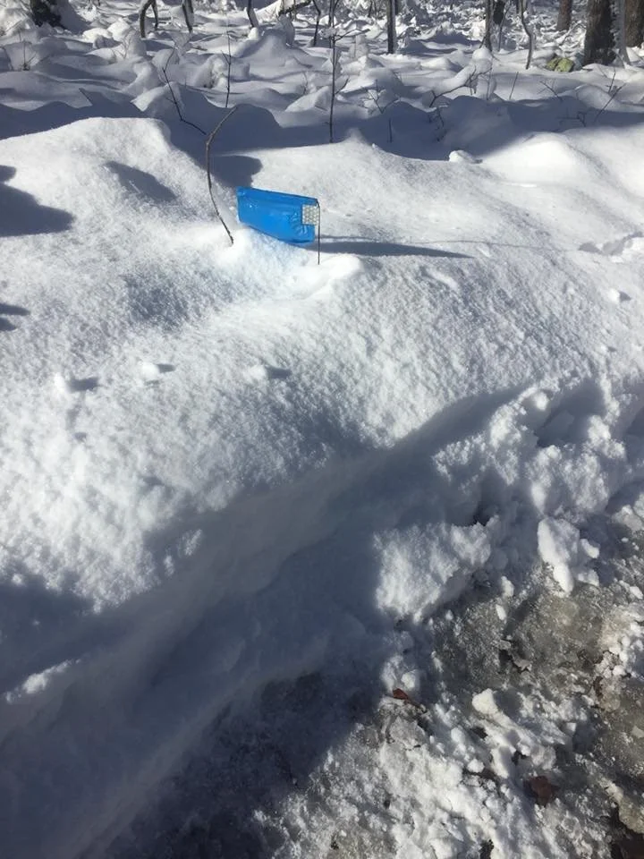 A blue geocache container buried in snow in a winter forest setting.