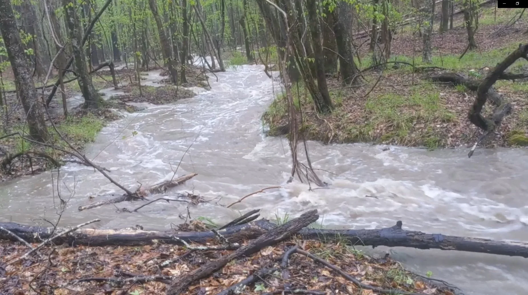 A small, muddy river flowing through a wooded forest area with trees and fallen branches.