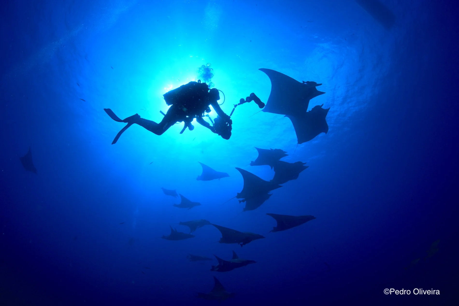 Eu contraluz mantas.jpg