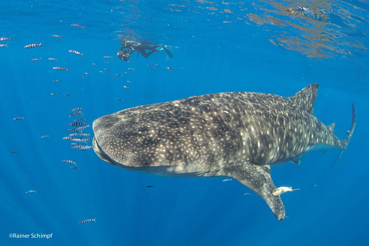 Rui Guerra with whale-shark (©Rainer Schimpf).jpg